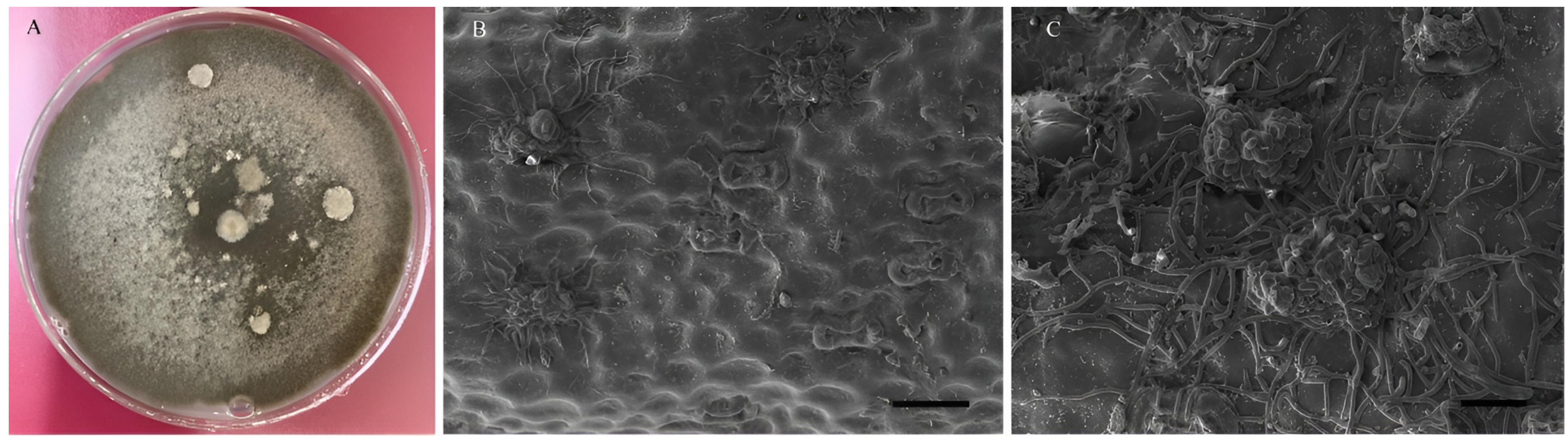 Agronomy 14 00623 g008