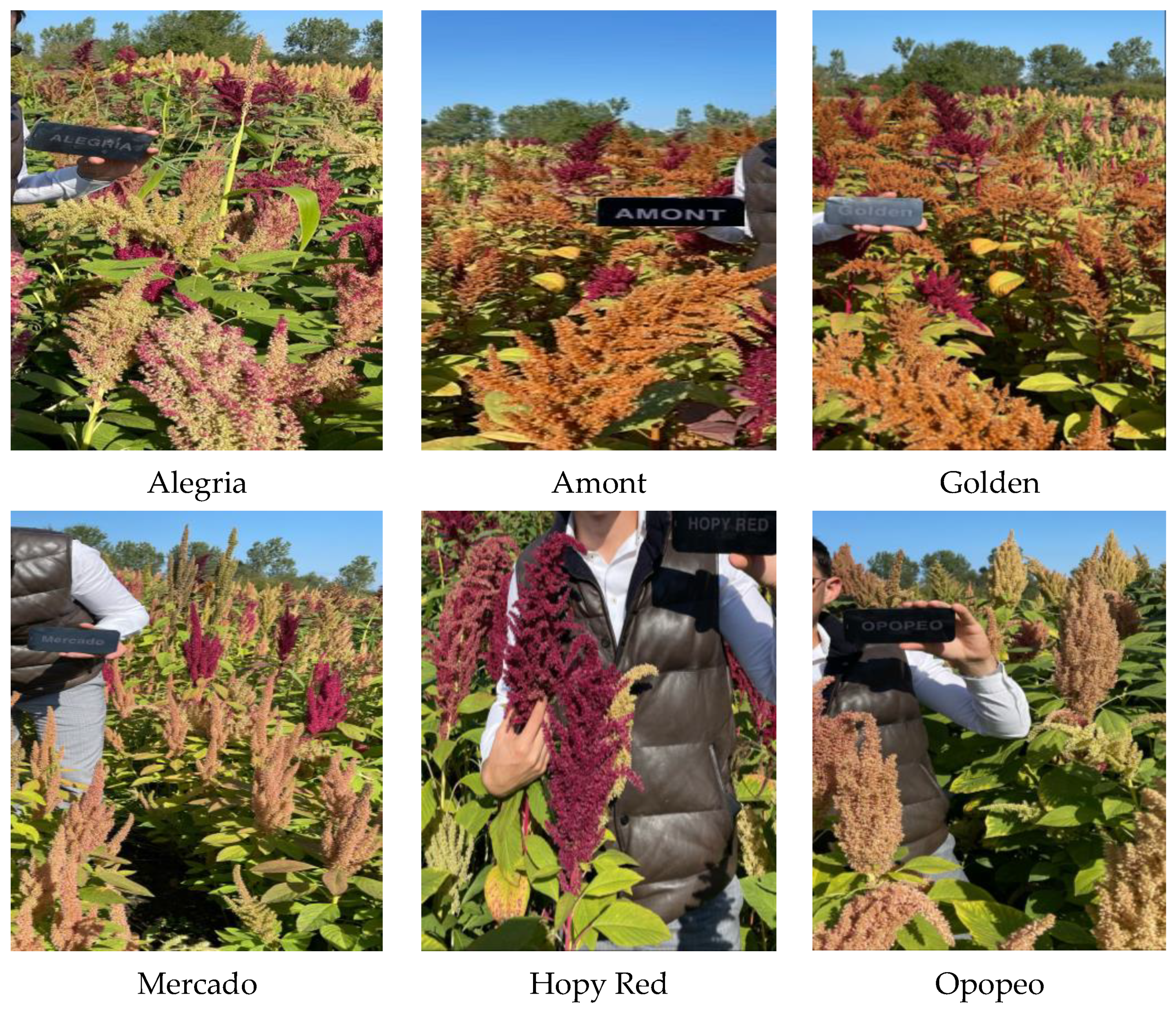 Agronomy 14 00630 g001