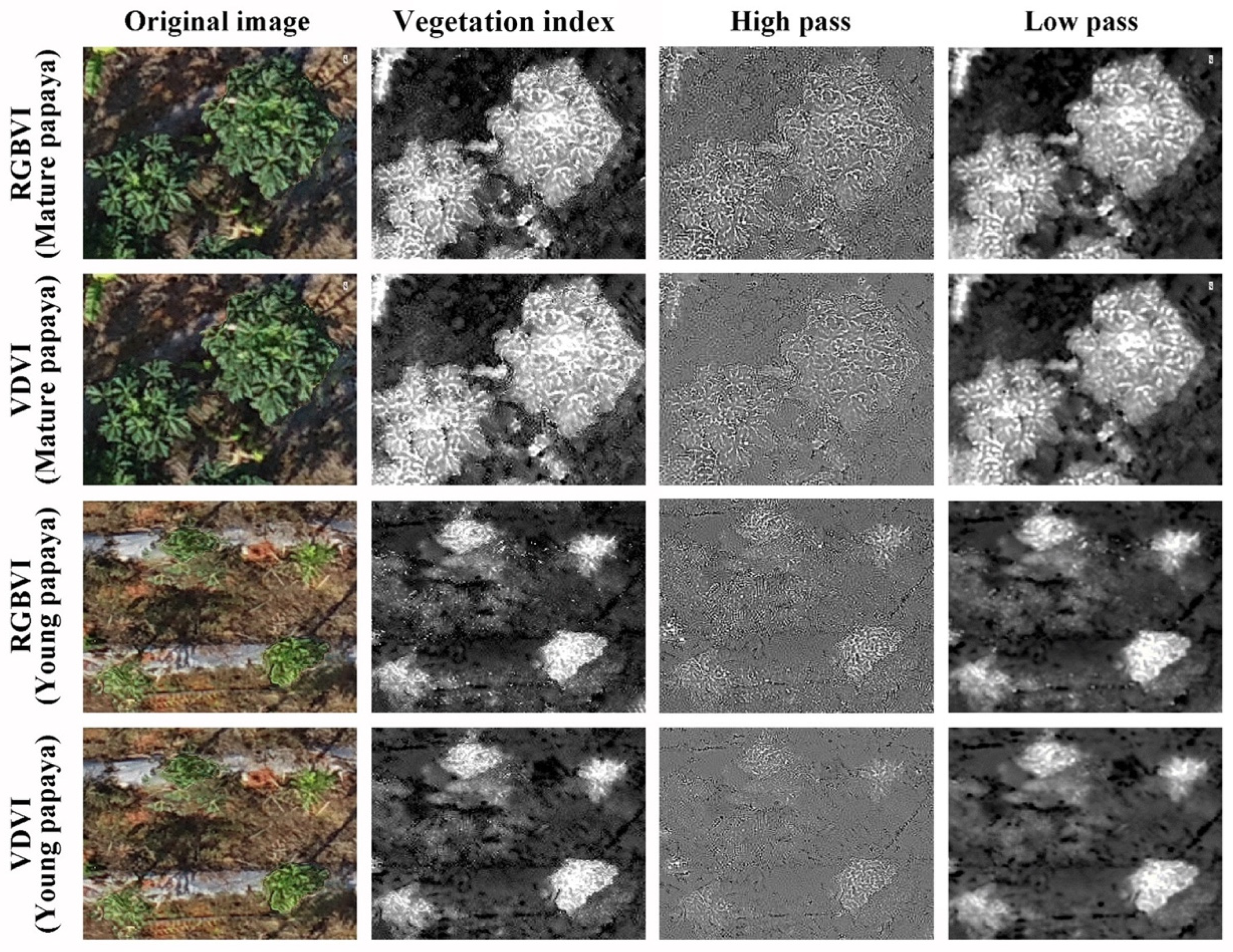 Agronomy 14 00636 g005