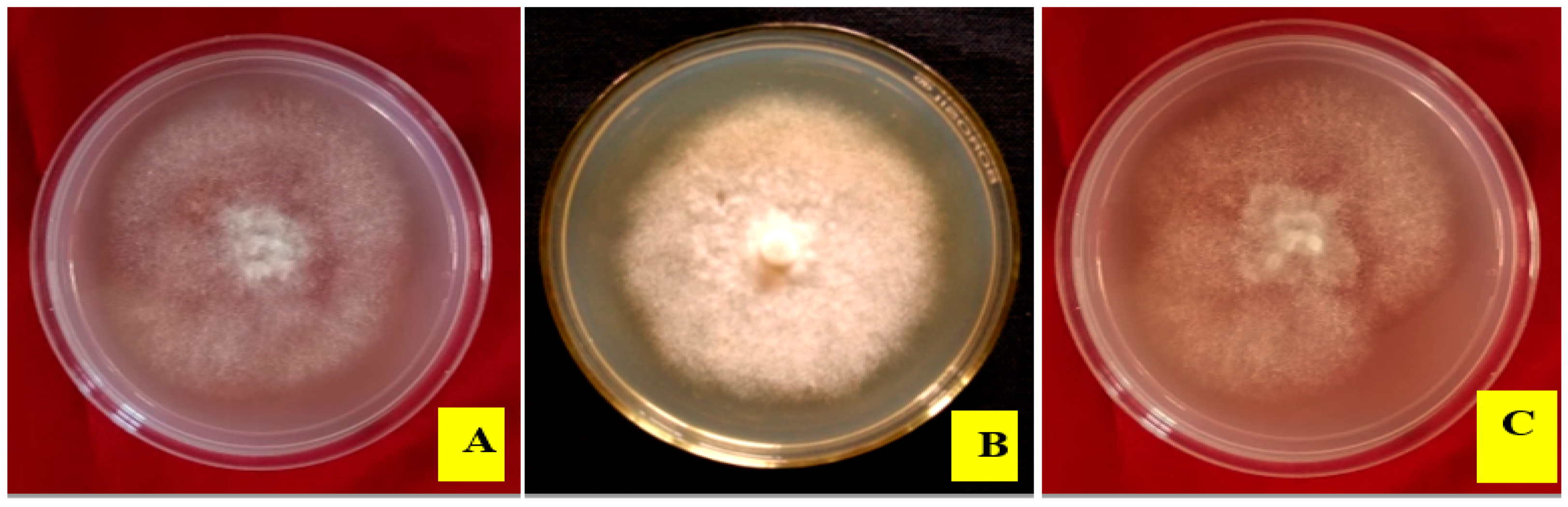 Agronomy 14 00661 g003