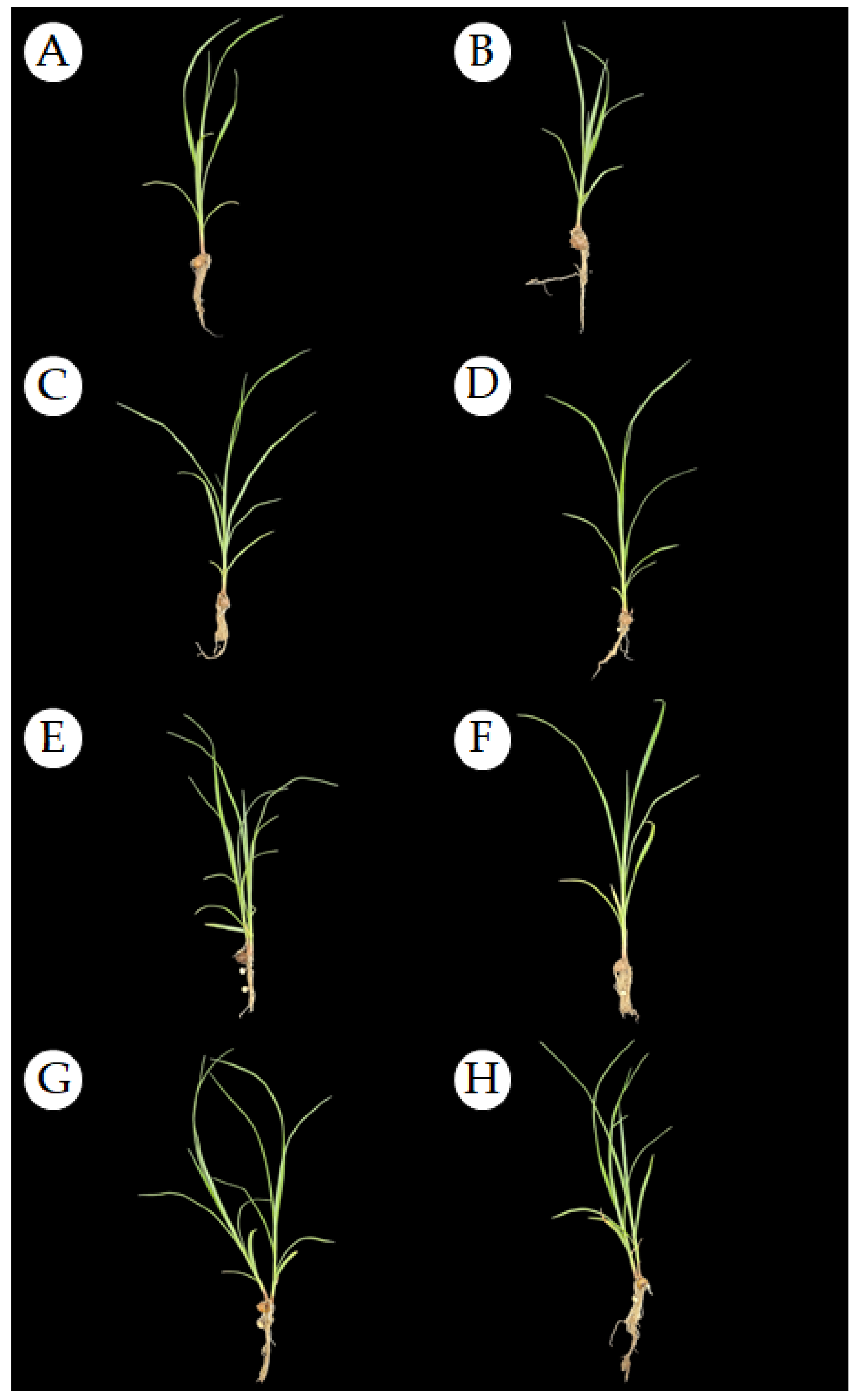 Agronomy 14 00688 g008 Agronomy 14 00688 g008
