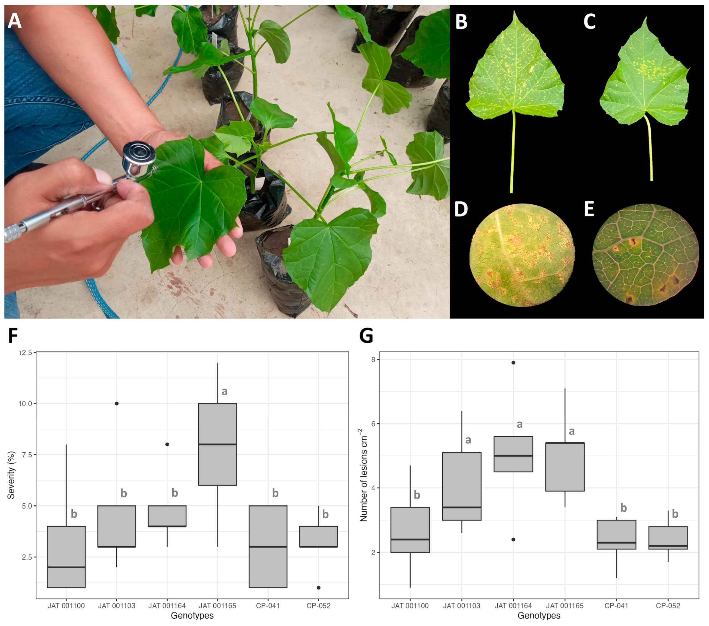 Agronomy 14 00712 g001