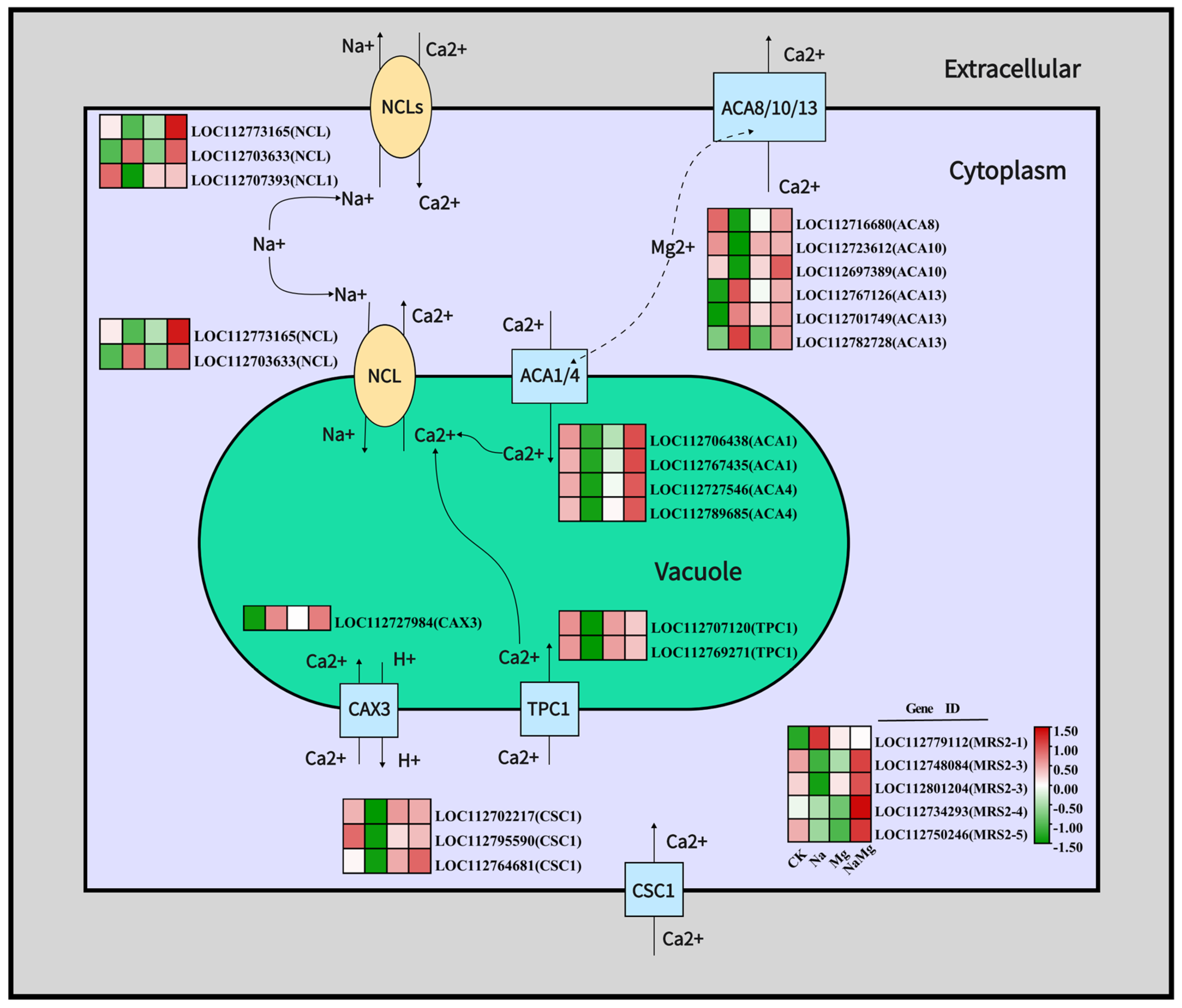 Agronomy 14 00724 g004