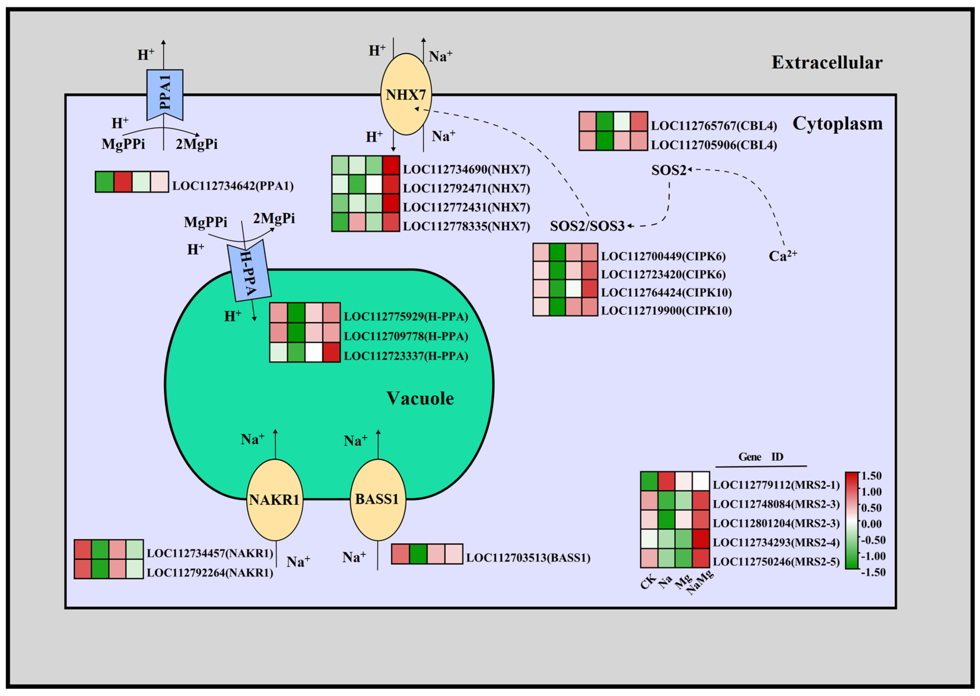 Agronomy 14 00724 g005