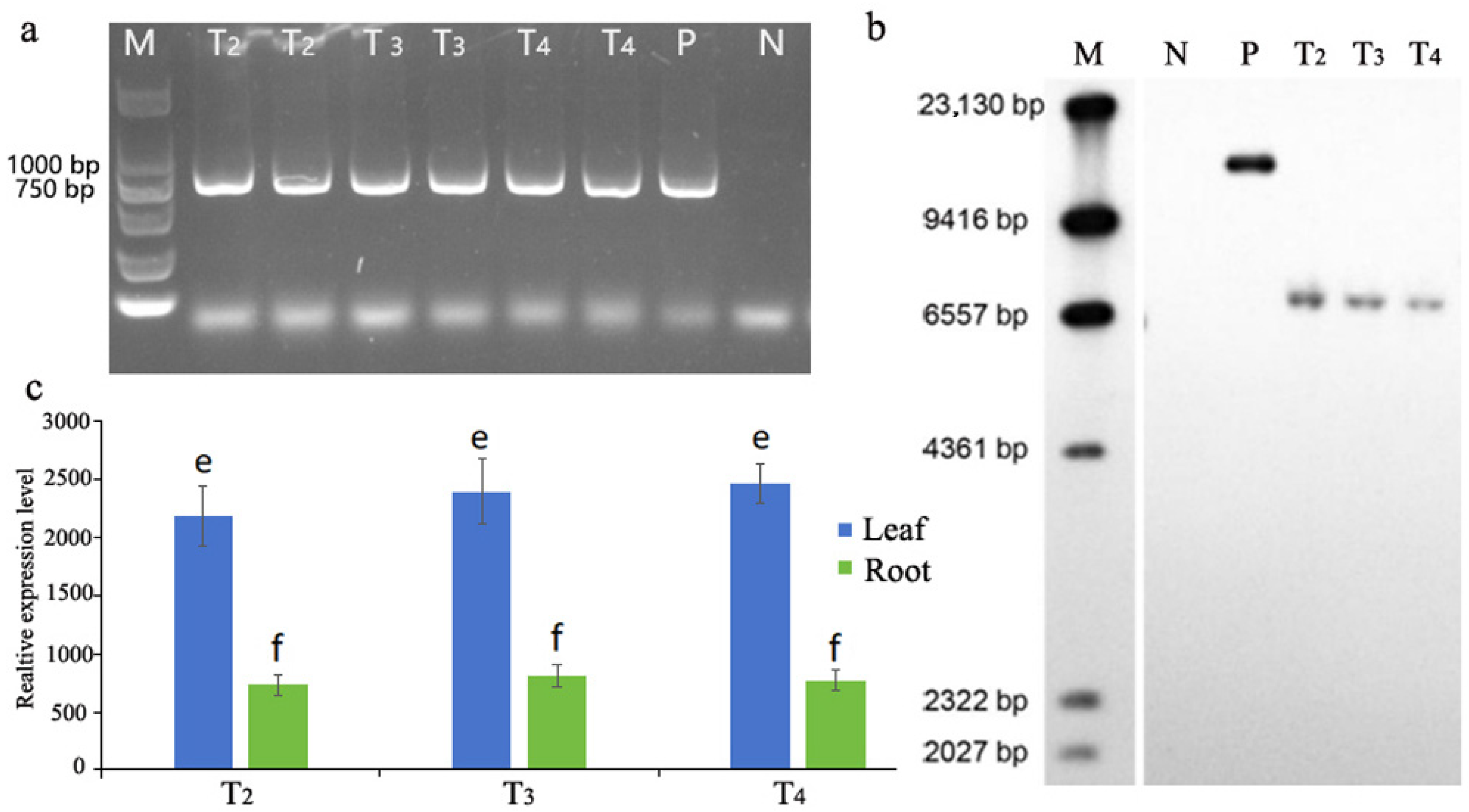 Agronomy 14 00727 g001