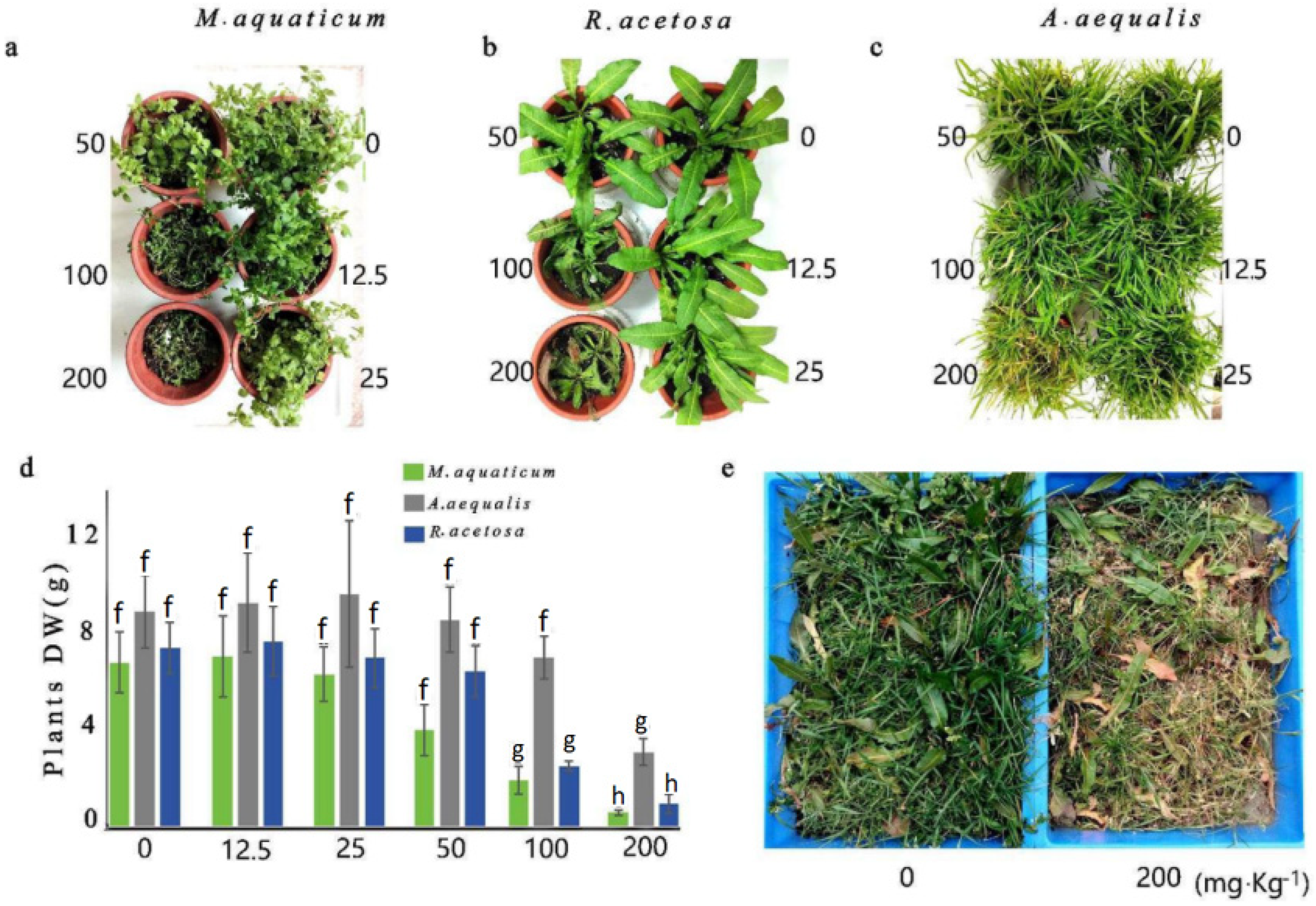 Agronomy 14 00727 g004