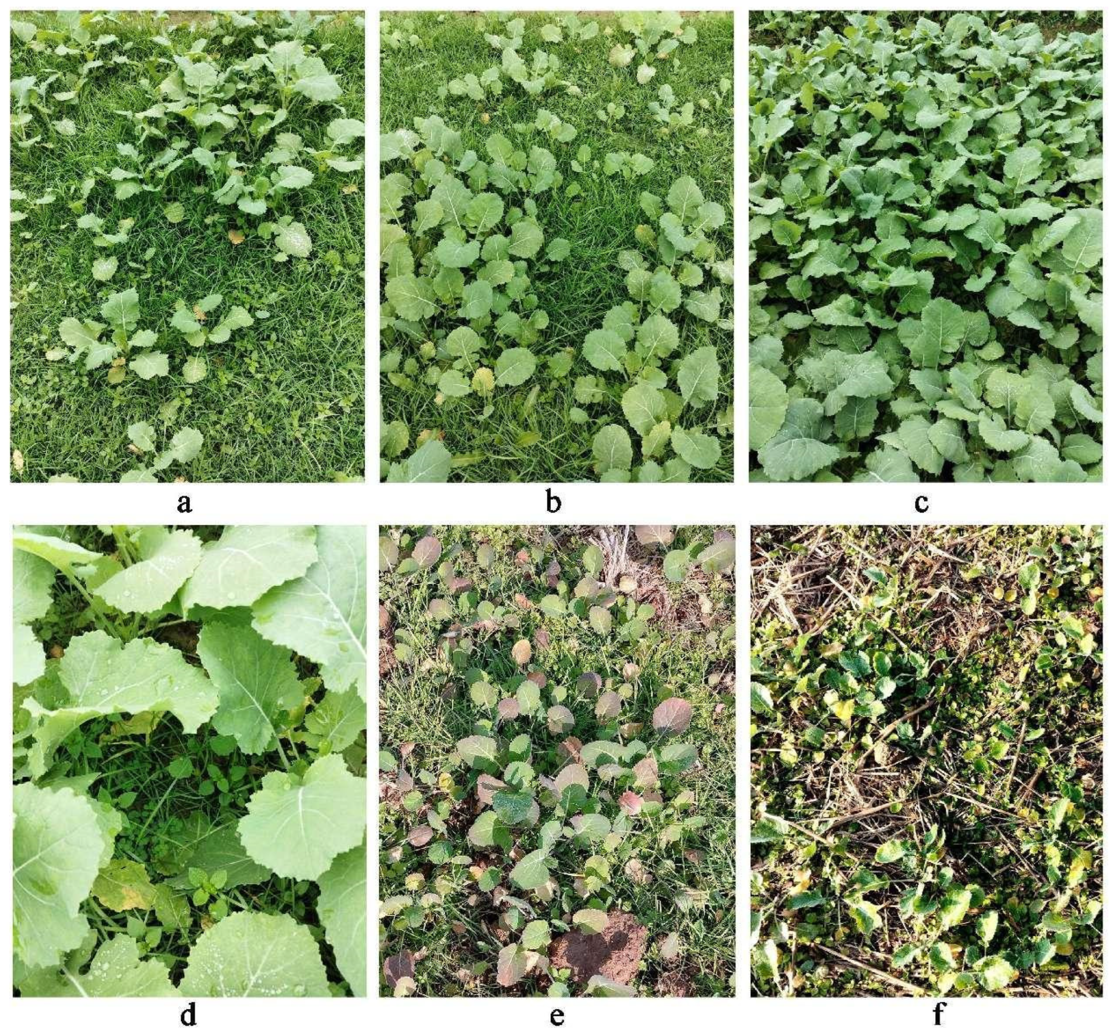 Agronomy 14 00727 g005