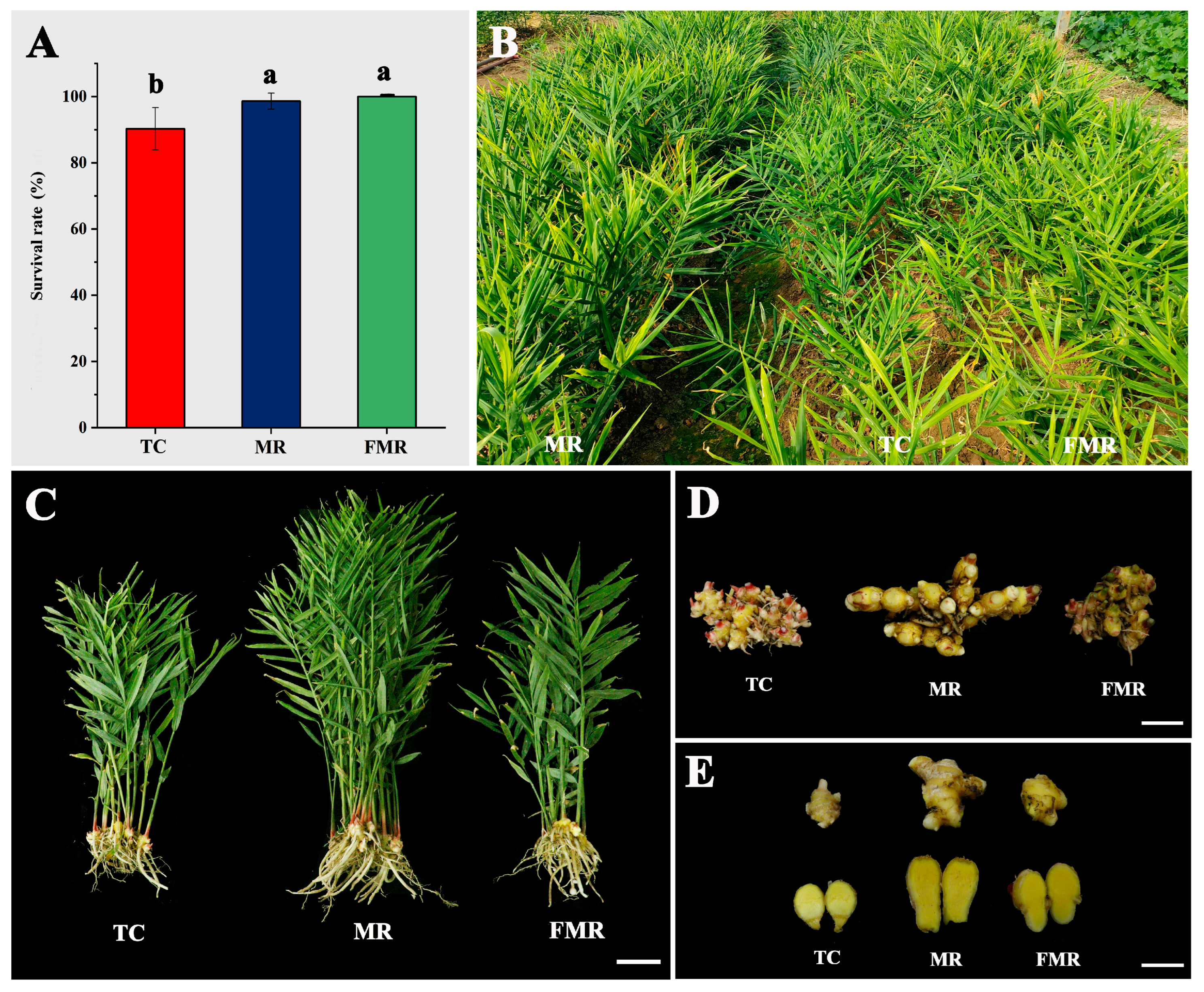 Agronomy 14 00747 g007 Agronomy 14 00747 g007