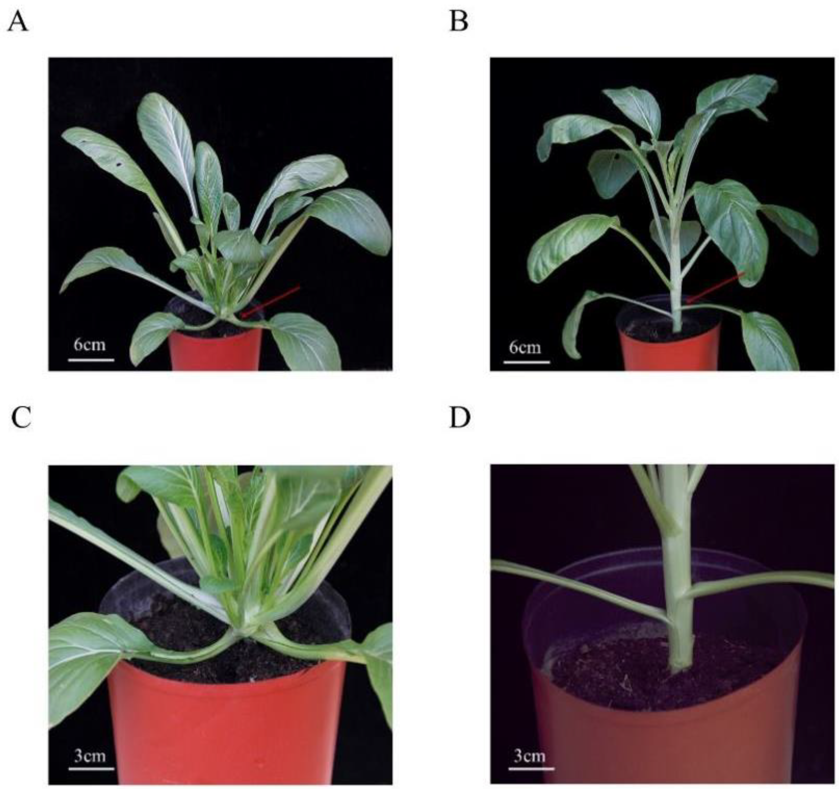 Agronomy 14 00762 g001