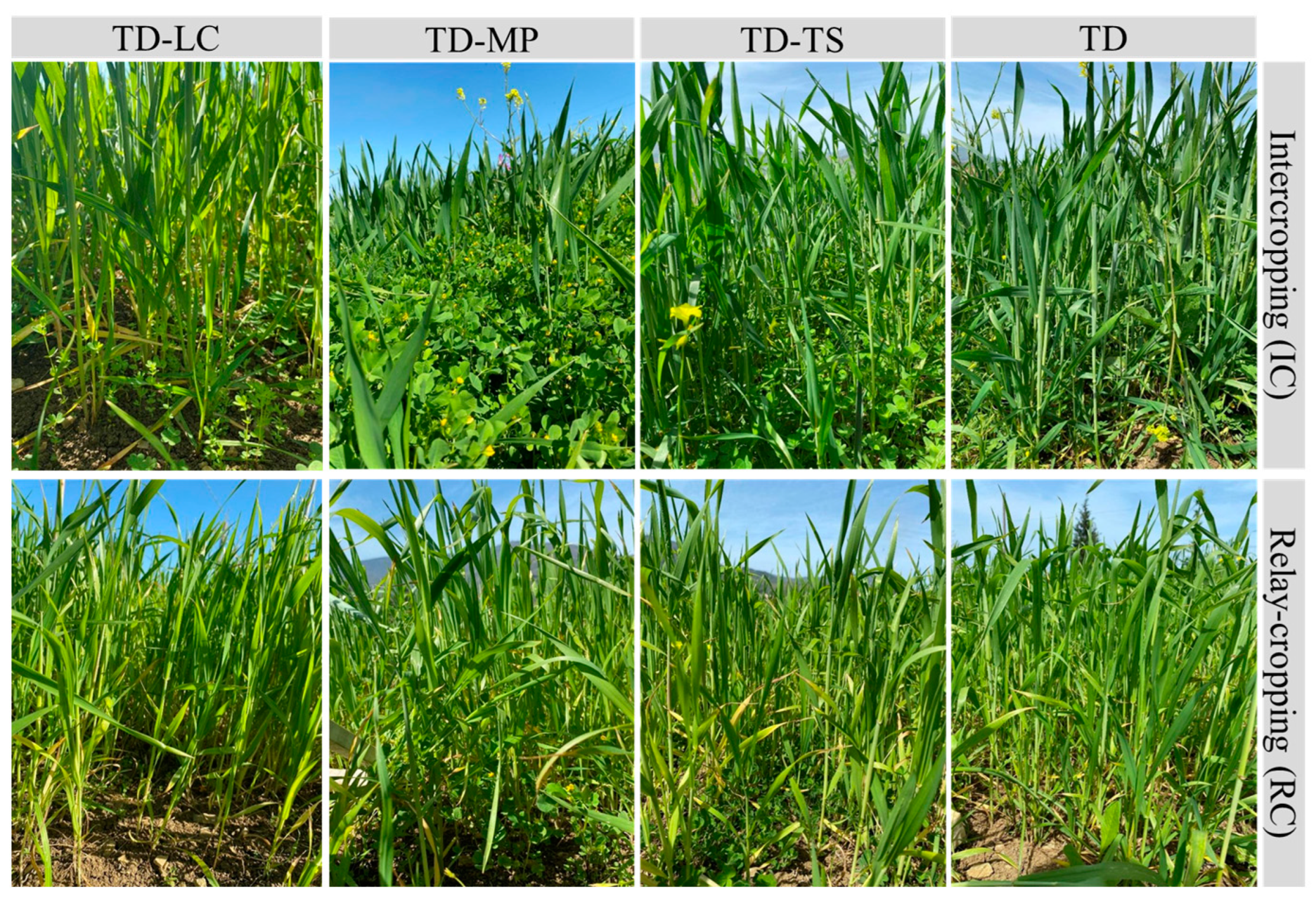 Agronomy 14 00772 g001