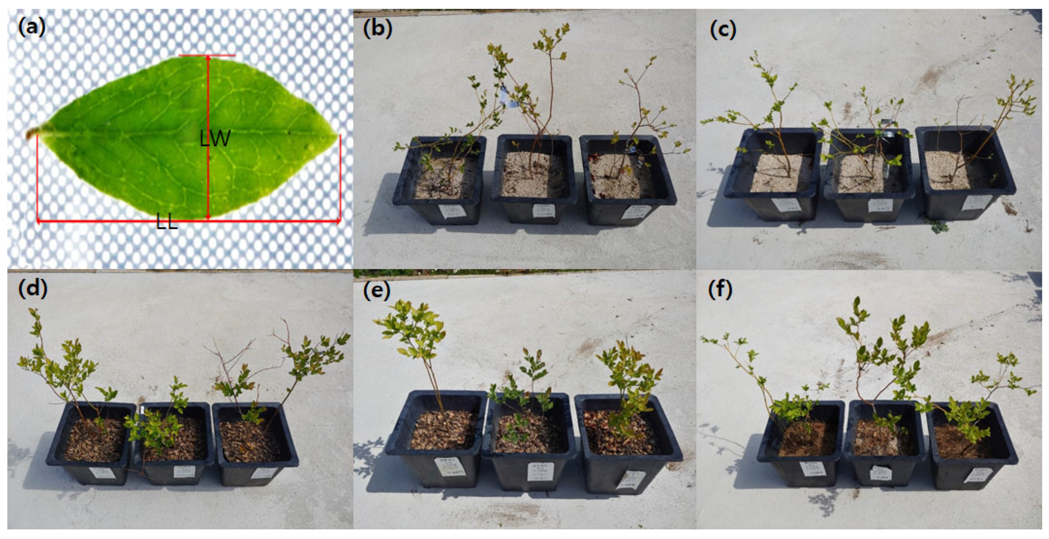 Agronomy 14 00785 g002