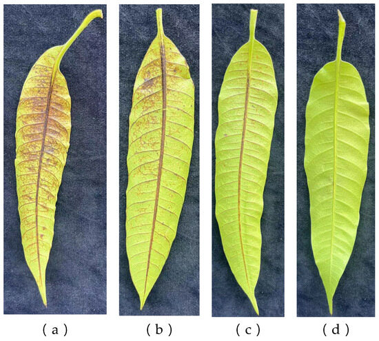 Prediction of Thrips Damage Distribution in Mango Orchards Using a ...