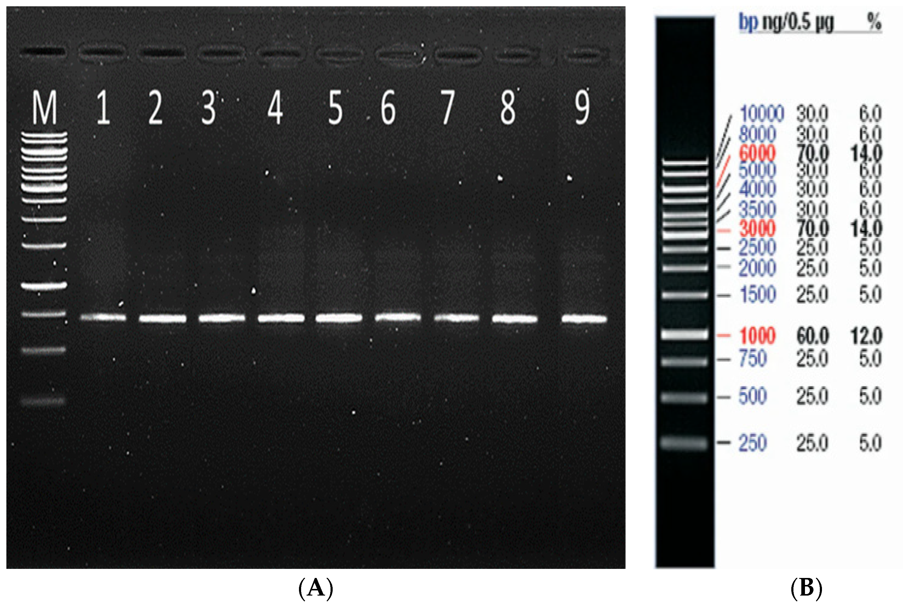 Agronomy 14 00809 g003