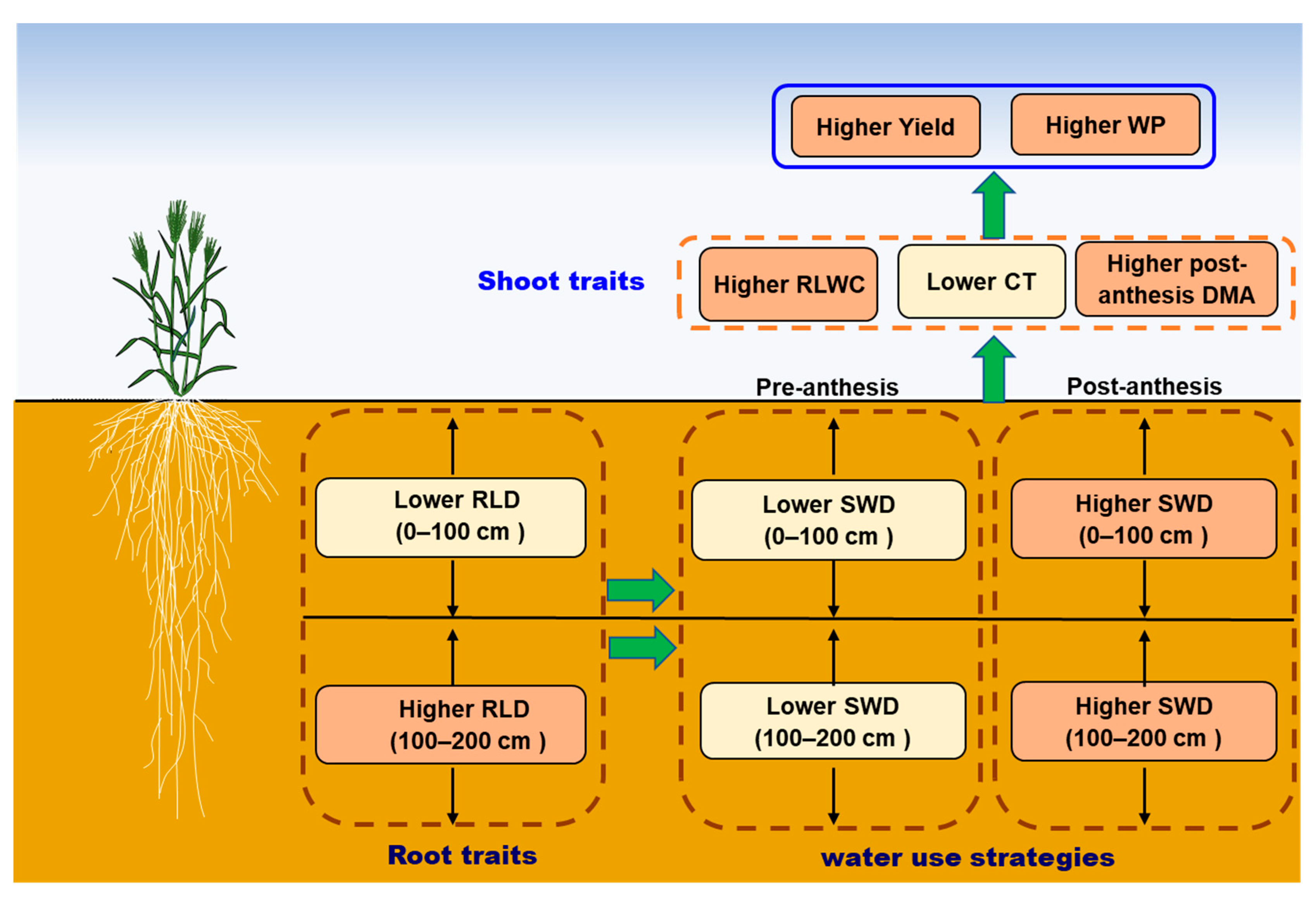 Agronomy | Free Full-Text | Water Use Strategies and Shoot and Root ...