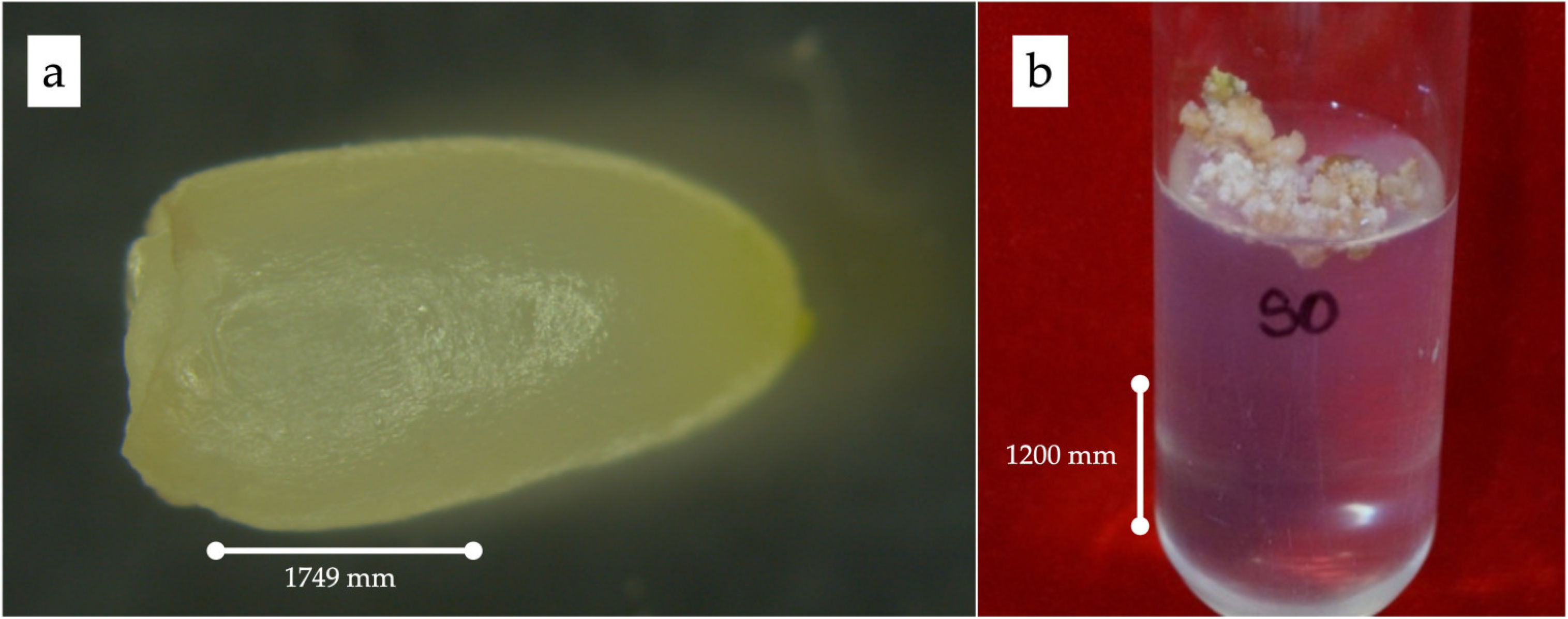 Agronomy 14 00829 g001
