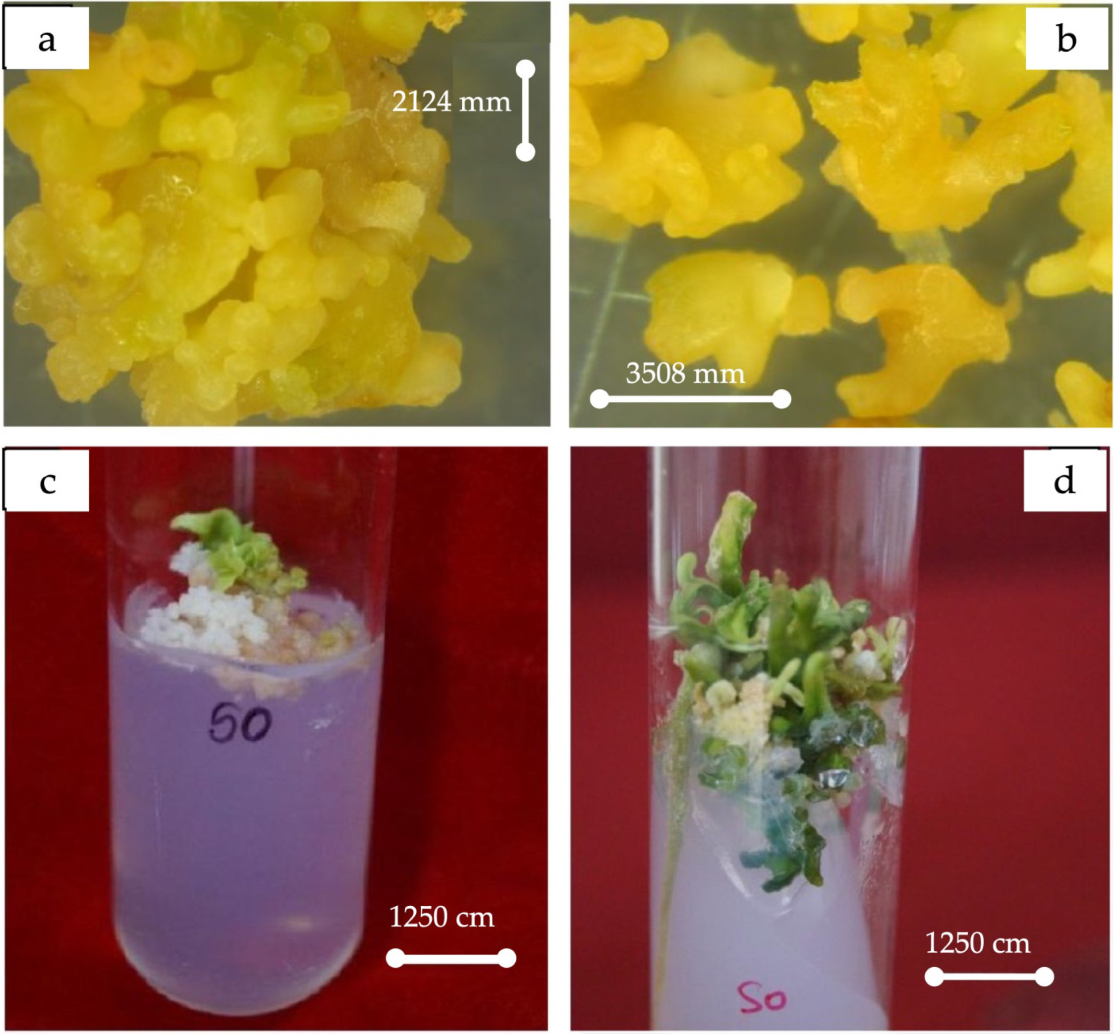 Agronomy 14 00829 g002