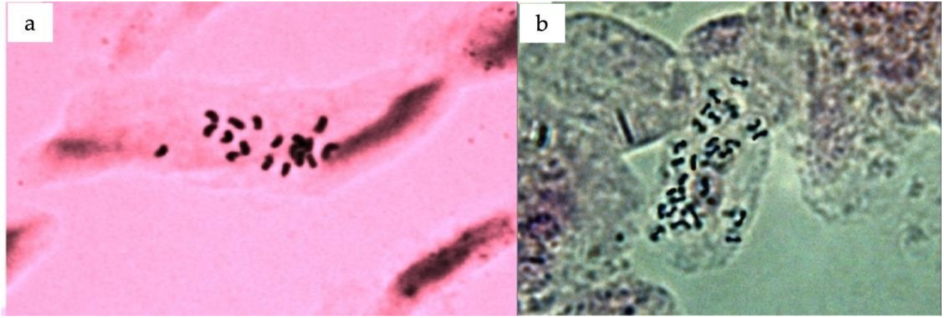 Agronomy 14 00829 g009