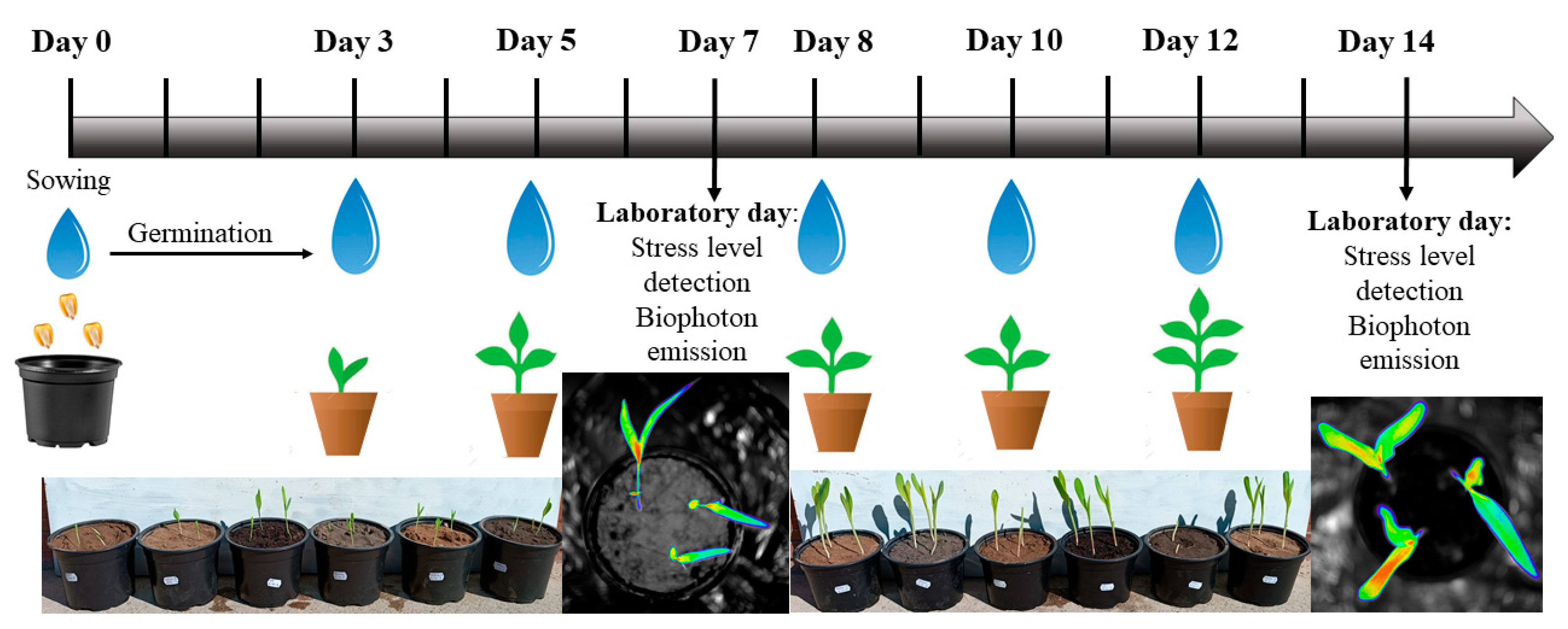 Agronomy 14 00862 g003