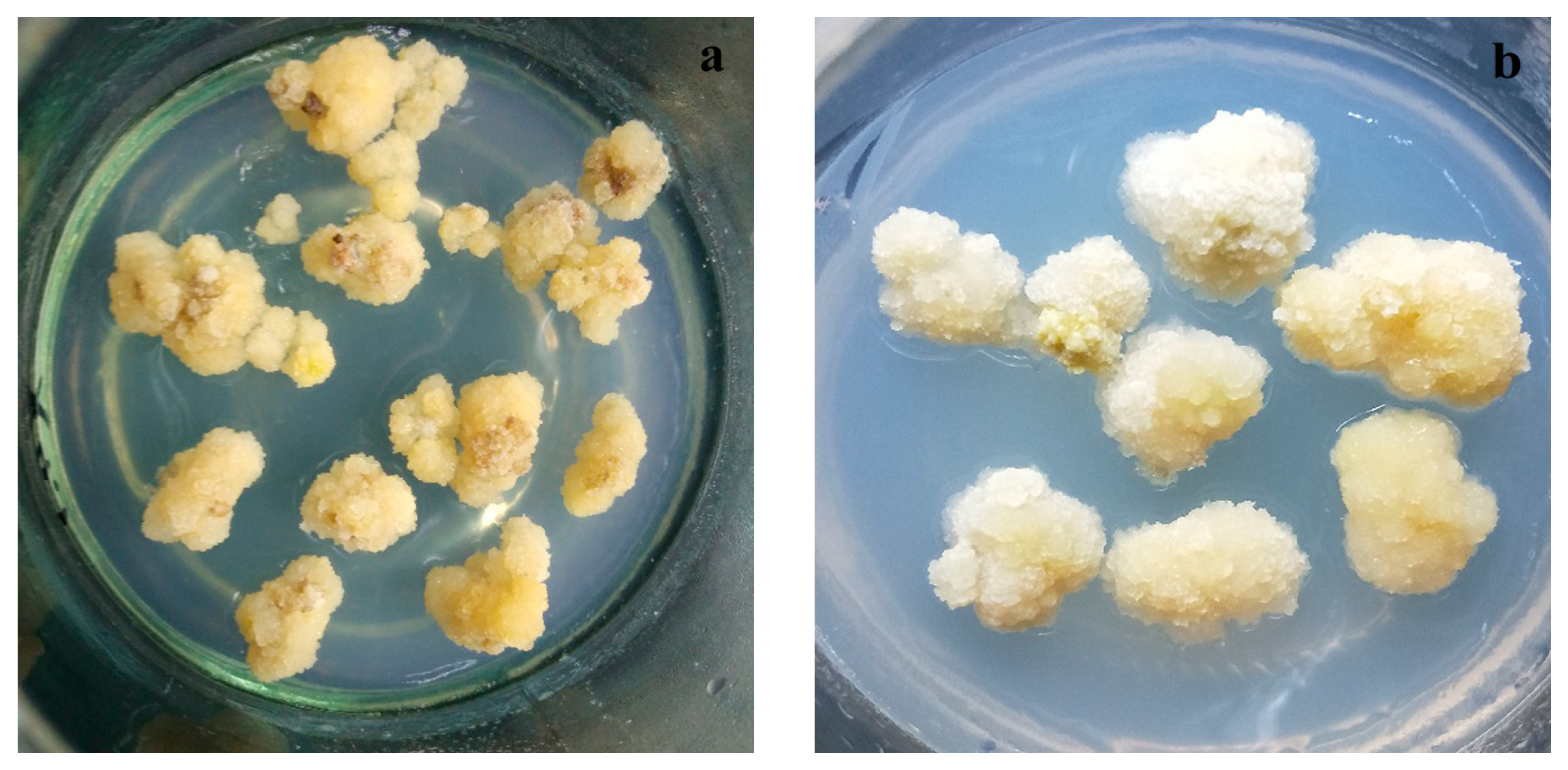 Agronomy 14 00877 g002