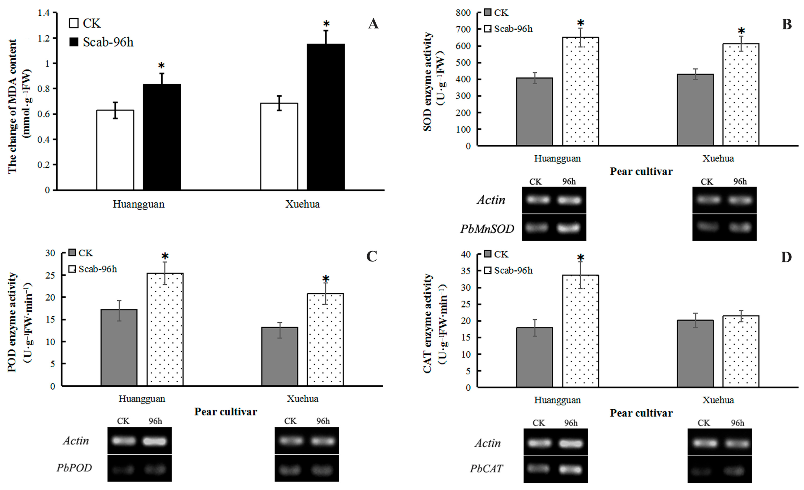 Agronomy | Free Full-Text | Reactive Oxygen Species and Salicylic Acid ...