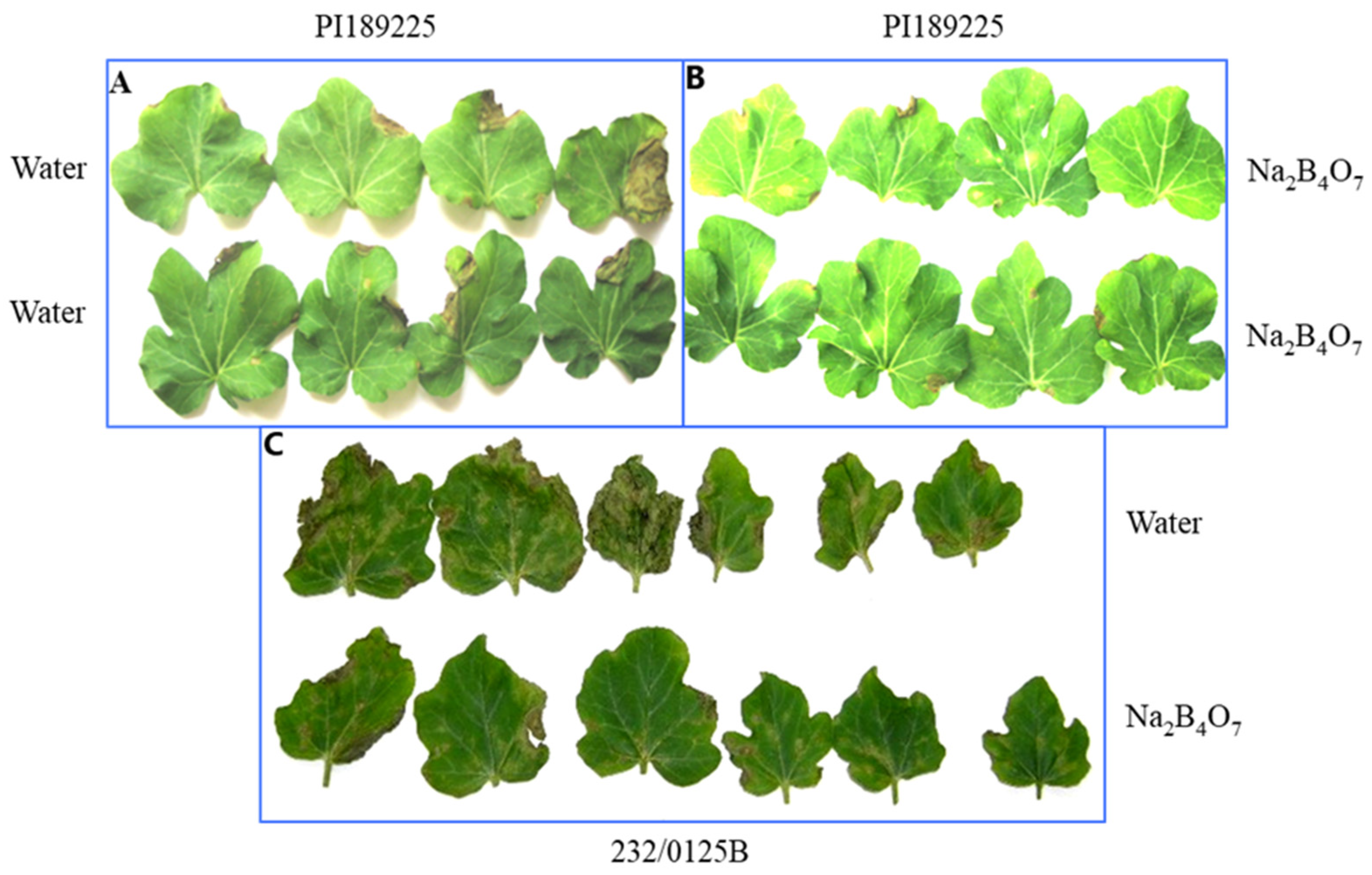 Agronomy 14 00979 g002