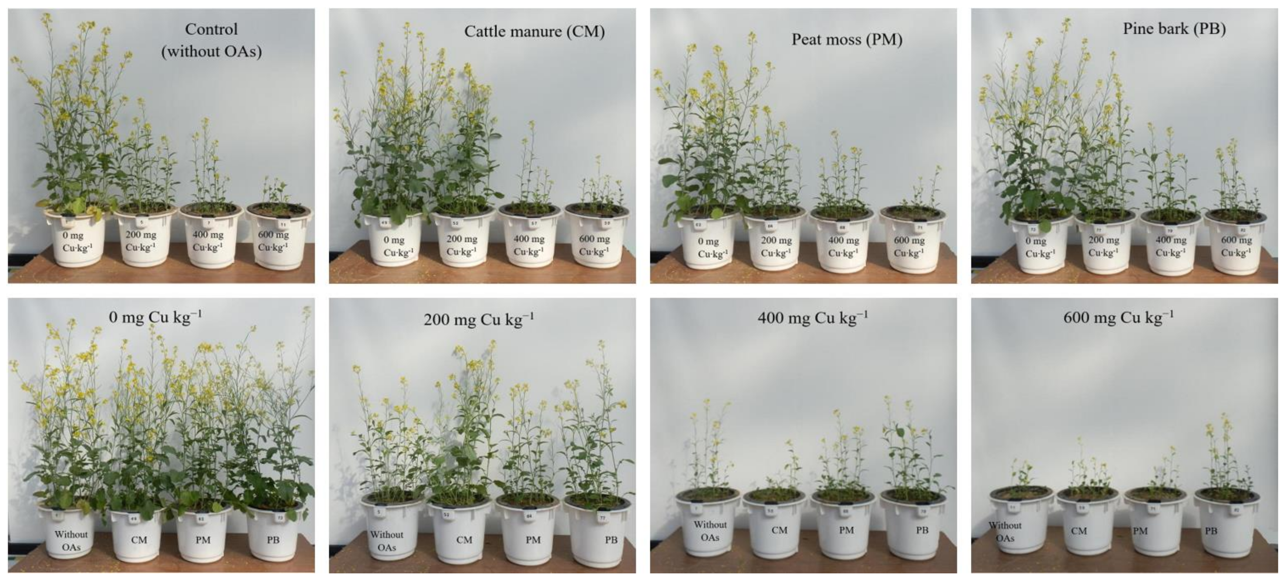 Agronomy 14 00995 g001