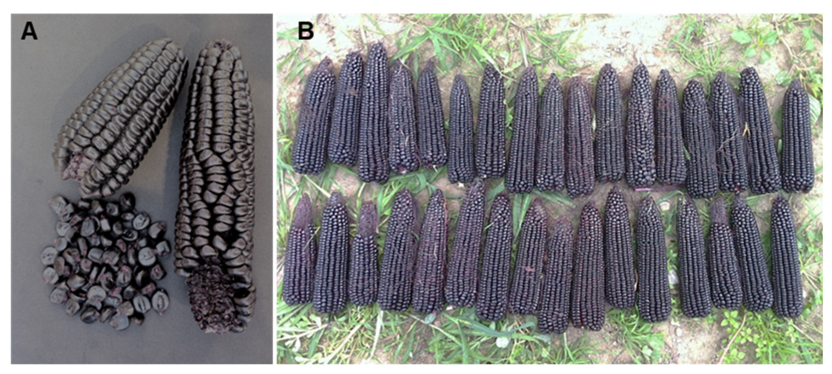Agronomy 14 01030 g004