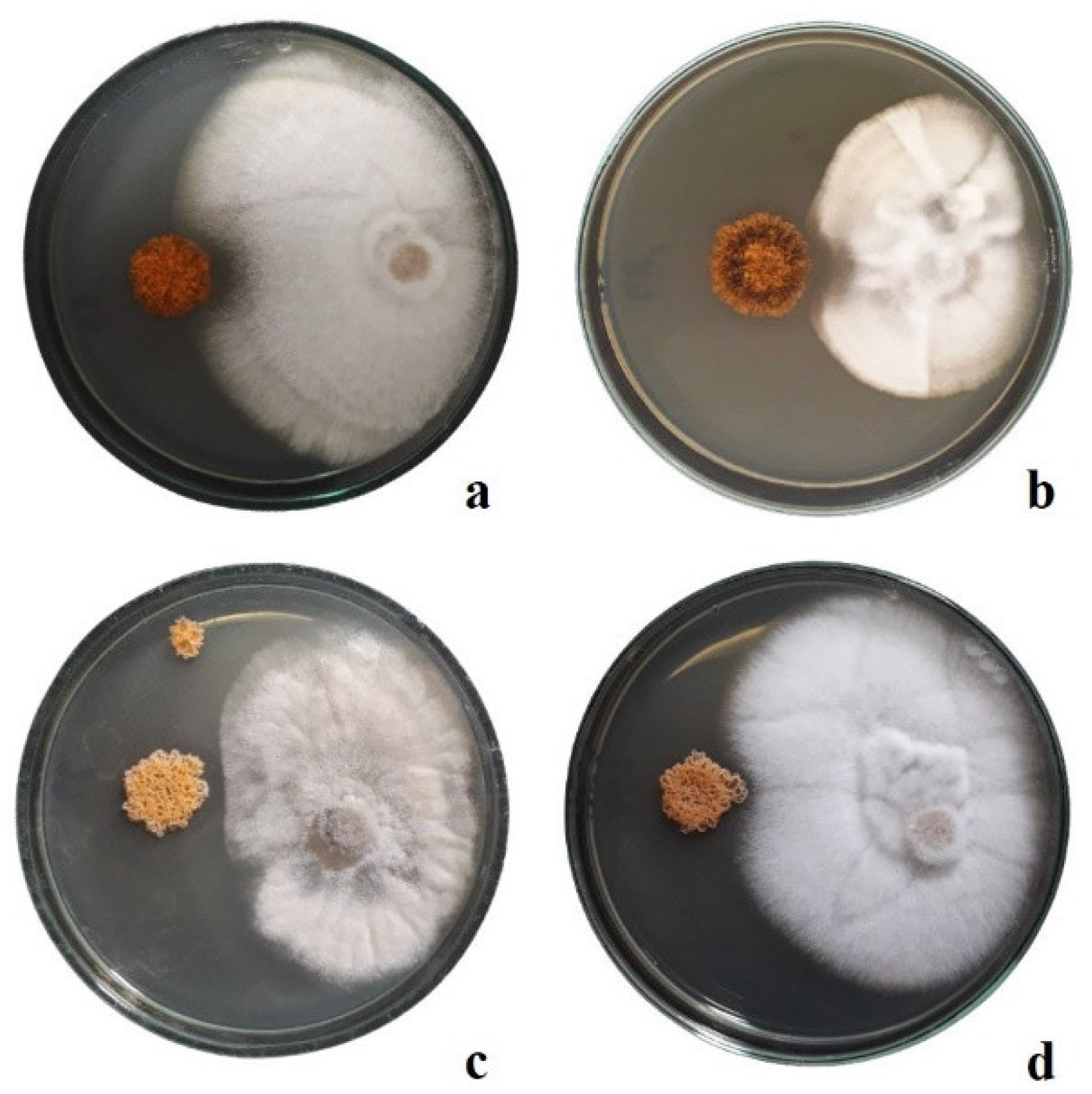 Agronomy 14 01062 g003 Agronomy 14 01062 g003