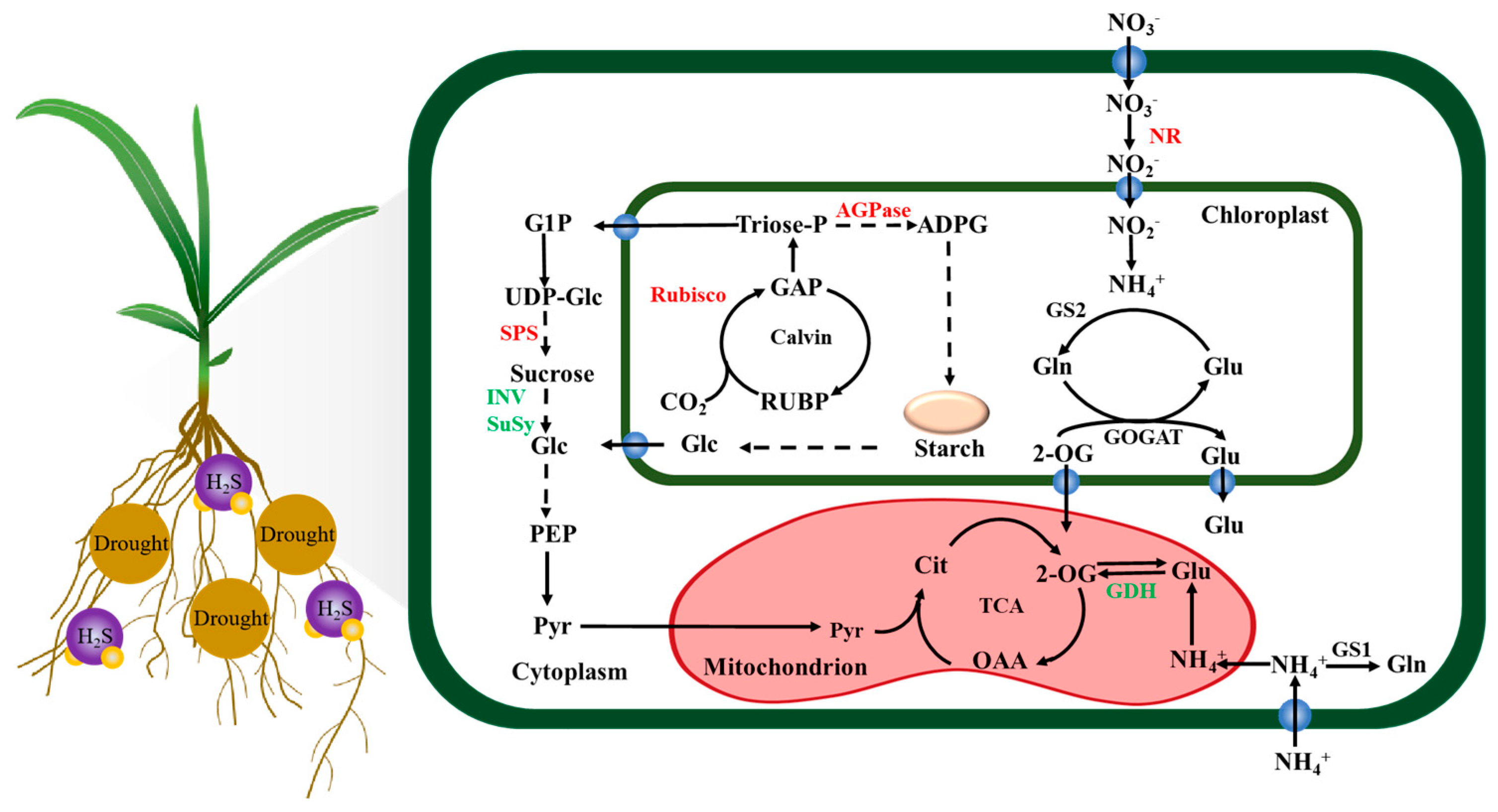 Agronomy 14 01080 g009