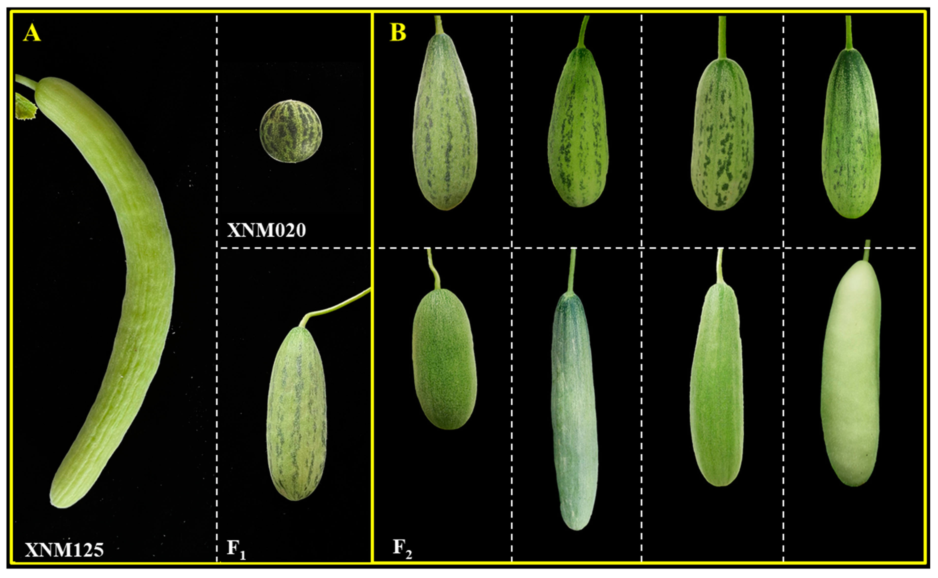 Agronomy 14 01106 g001