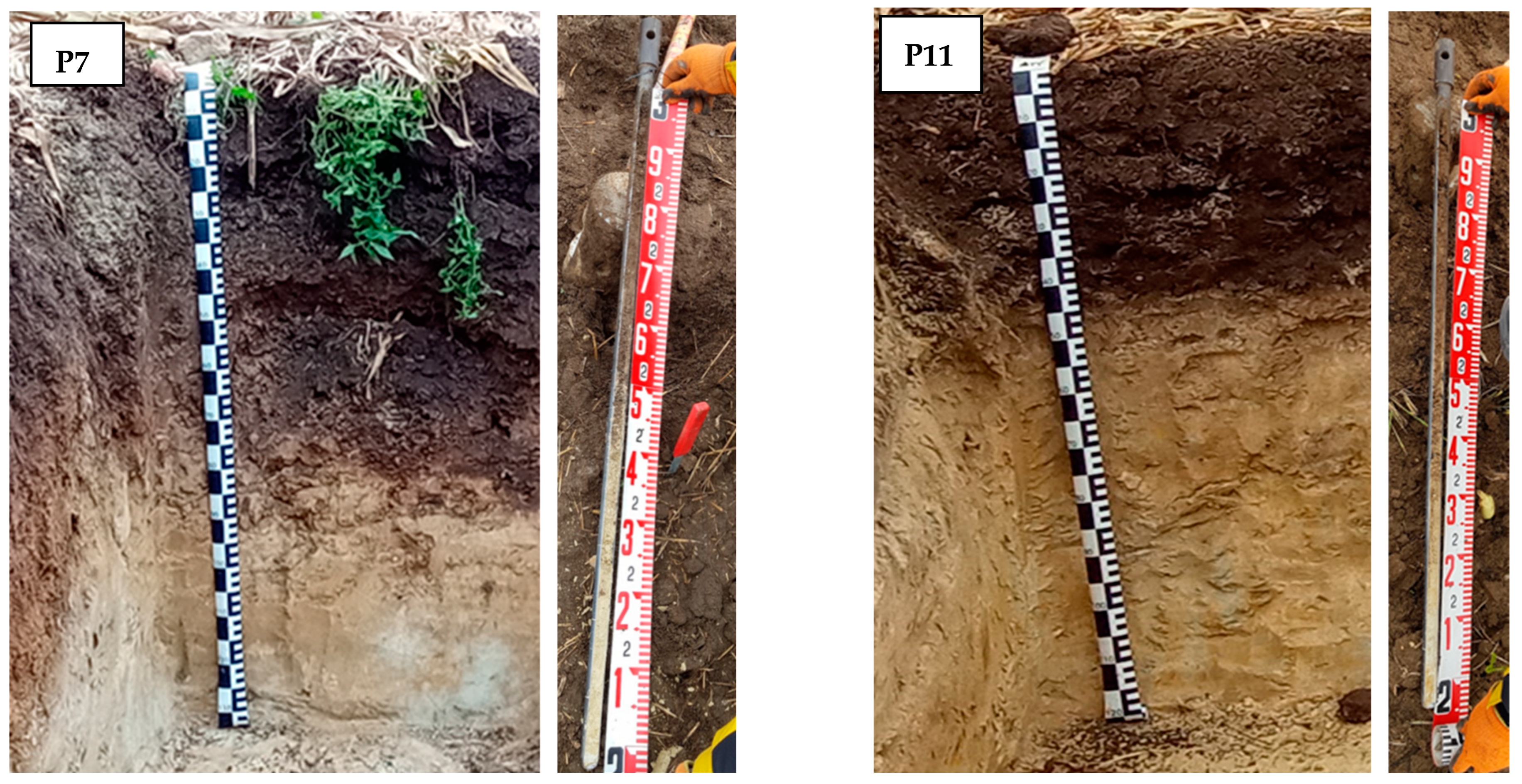 Agronomy 14 01161 g004