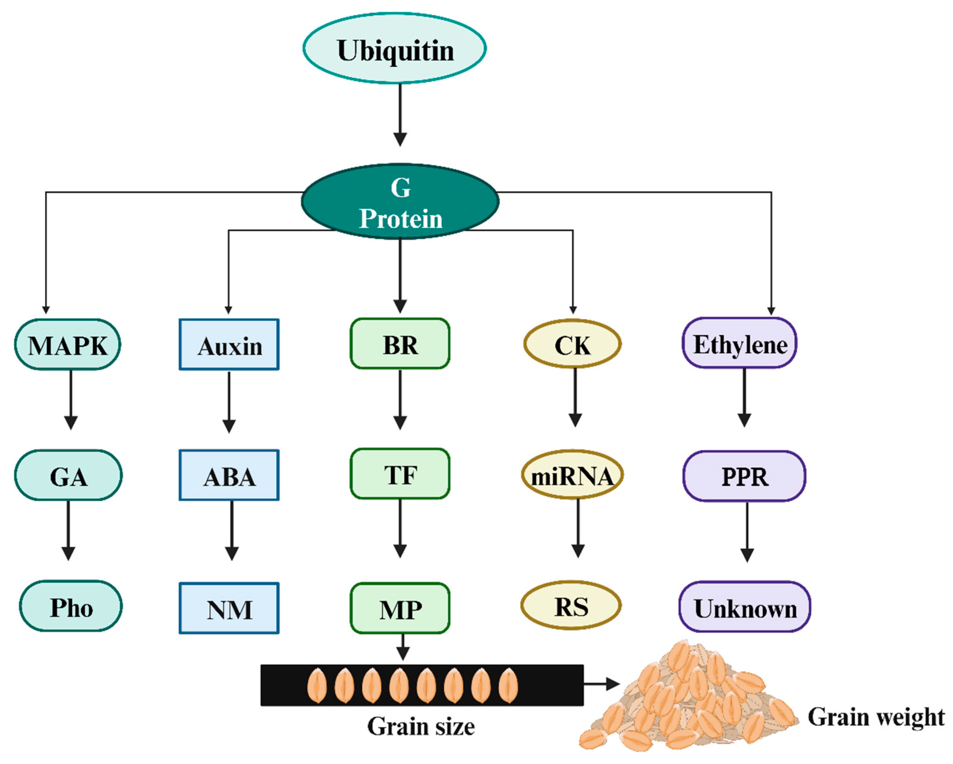 Agronomy 14 01201 g005