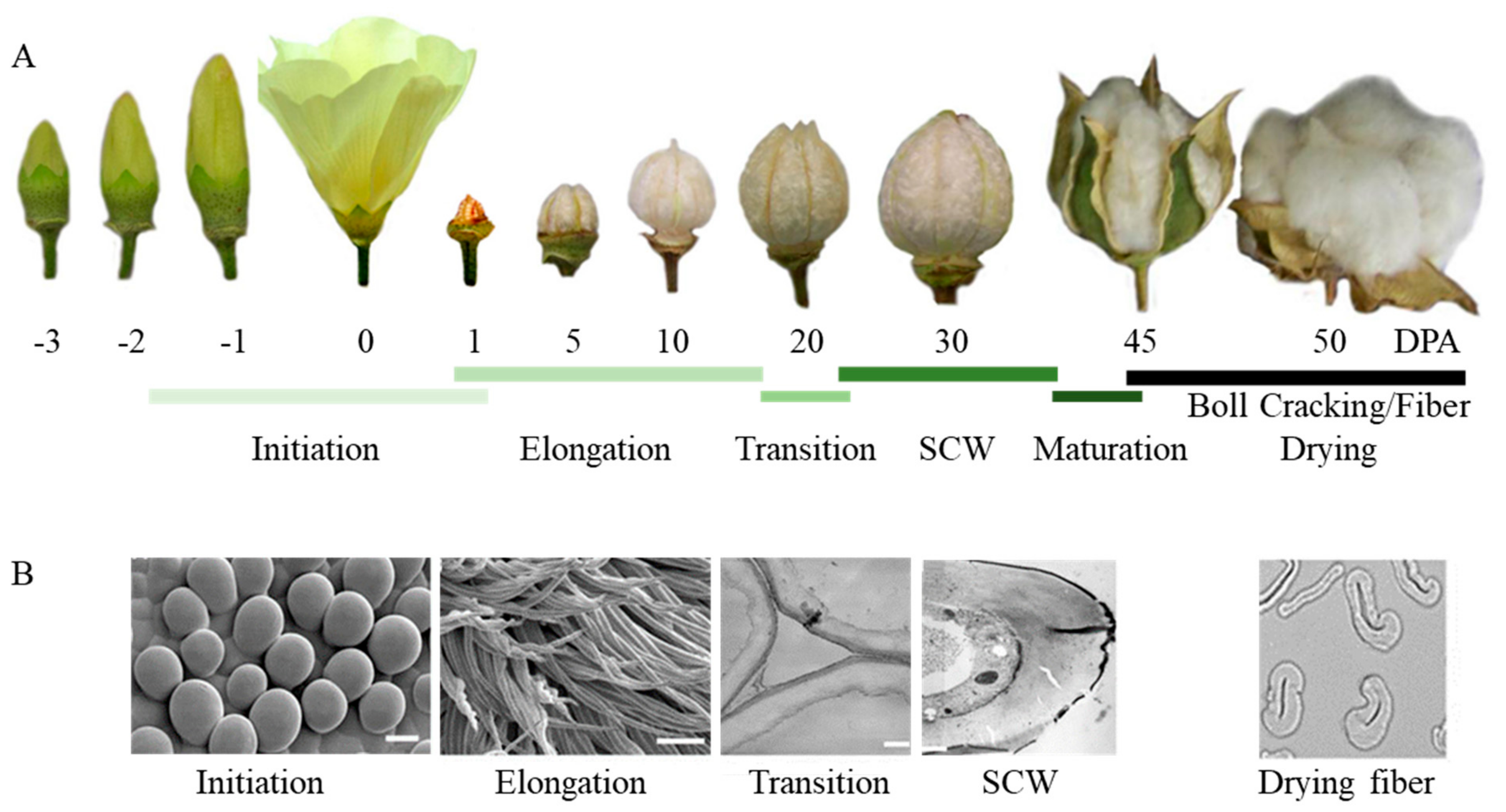 Agronomy 14 01208 g001 Agronomy 14 01208 g001