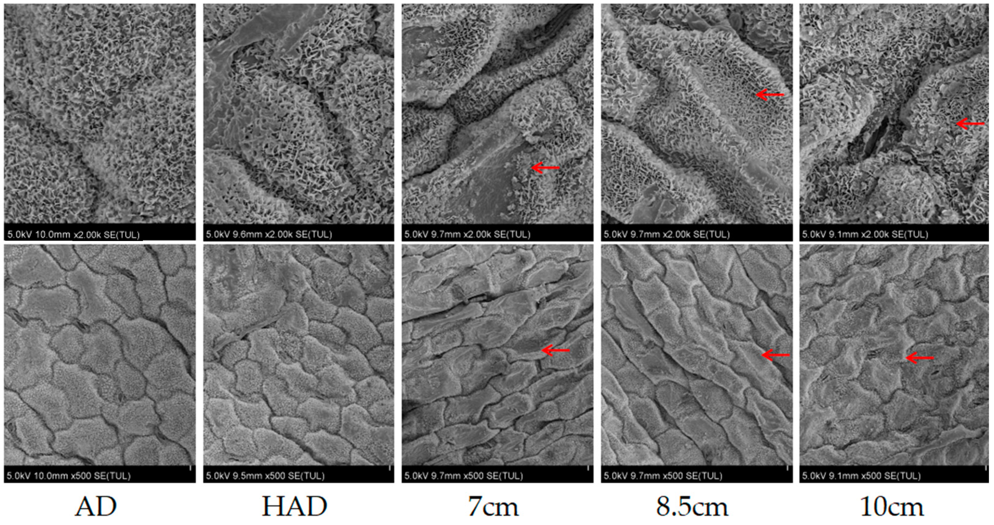 Agronomy 14 01235 g013