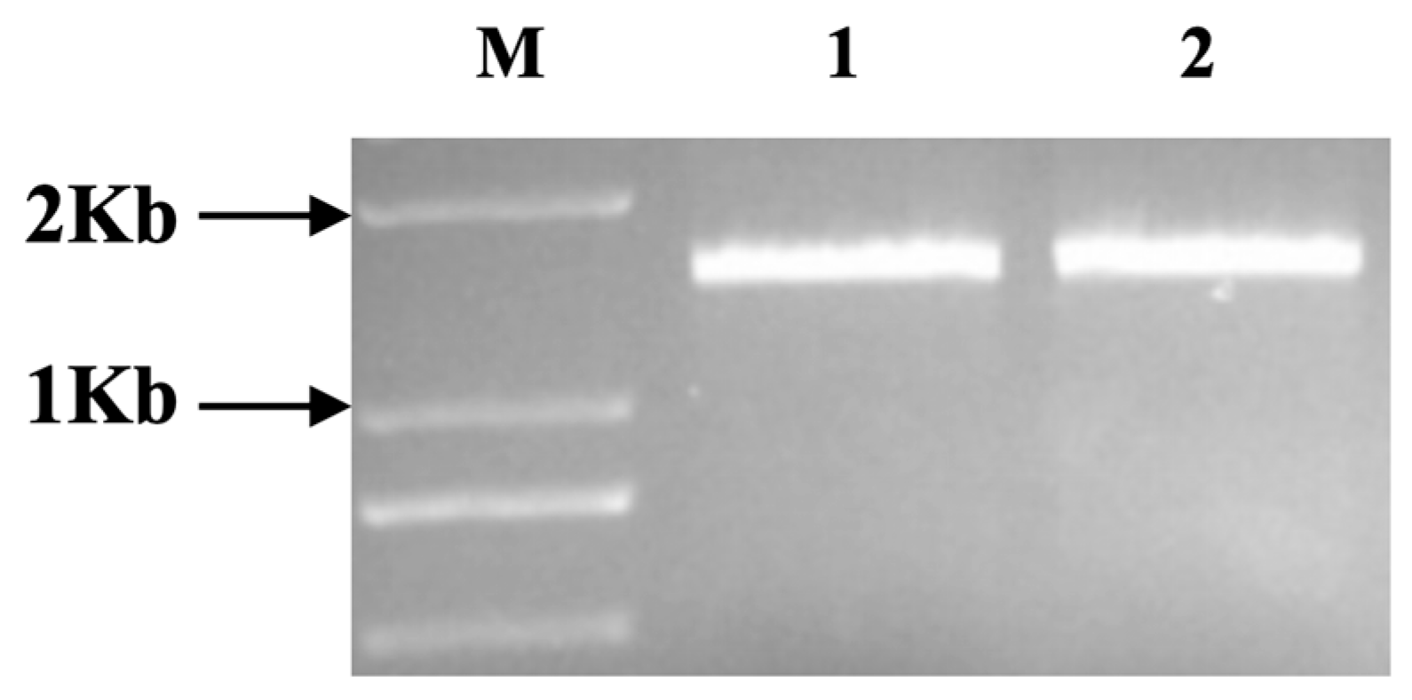 Agronomy 14 01239 g001