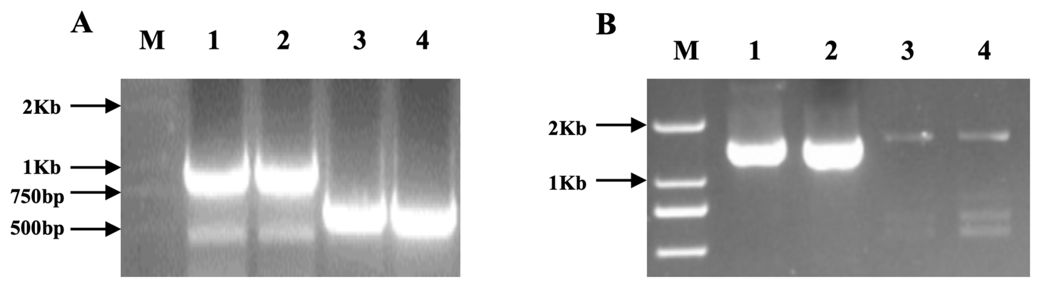 Agronomy 14 01239 g002