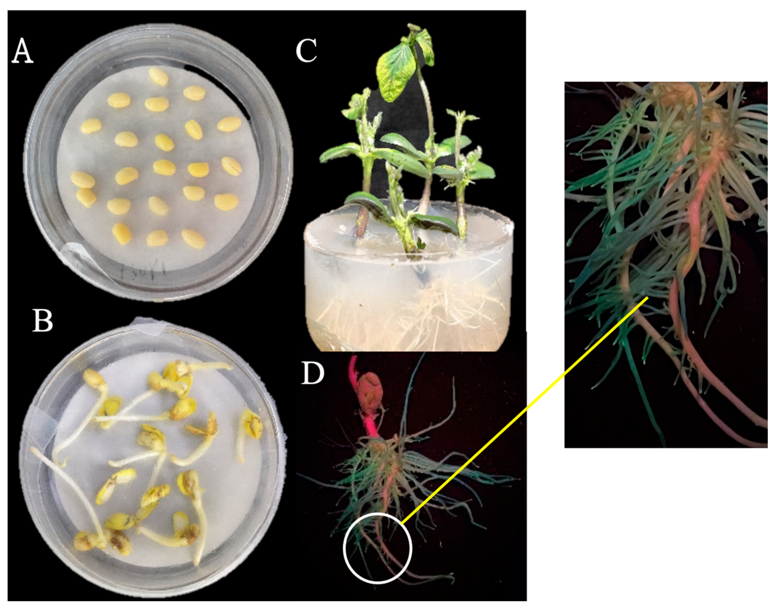 Agronomy 14 01239 g007