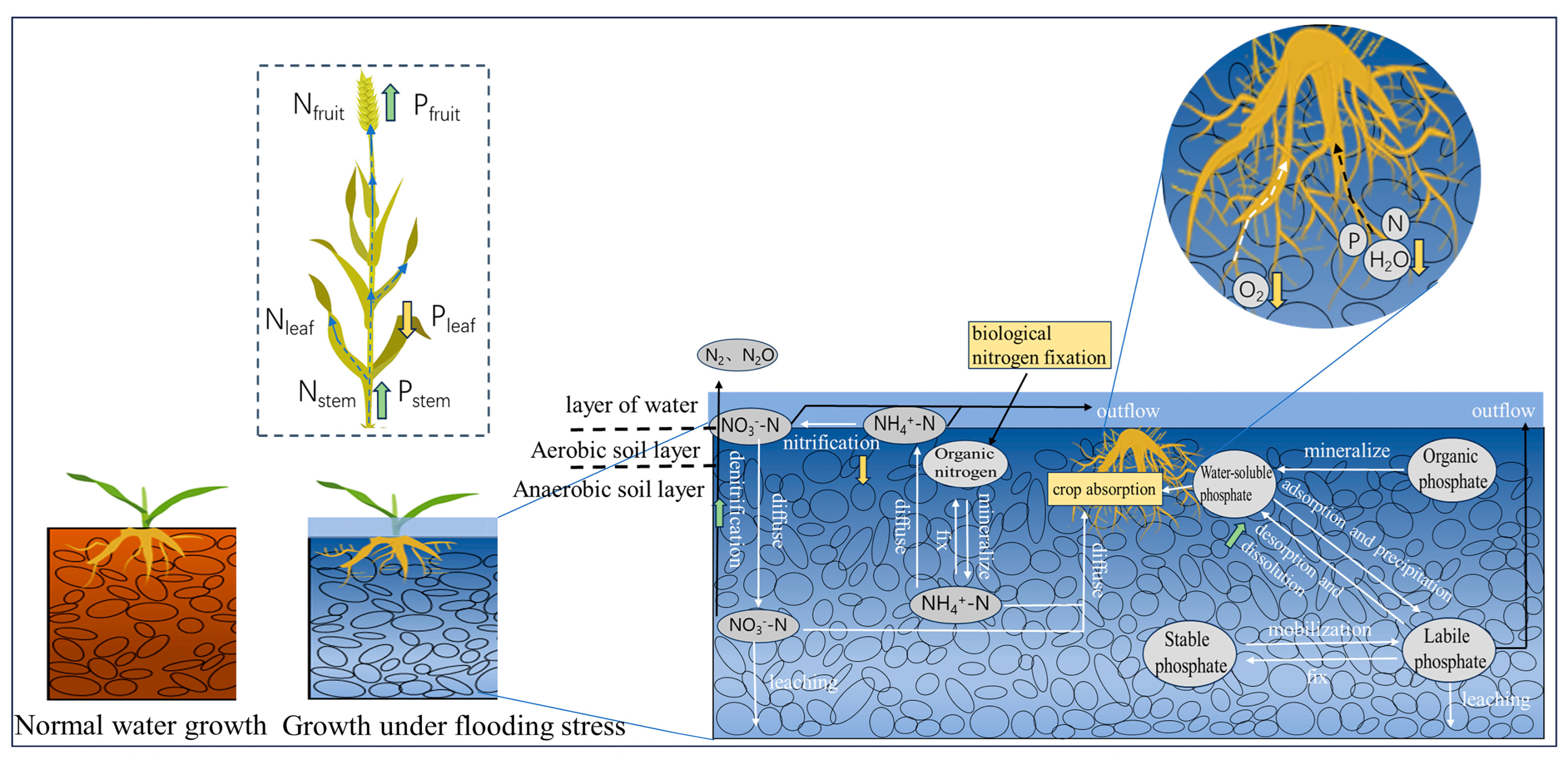 Agronomy 14 01247 g001 Agronomy 14 01247 g001