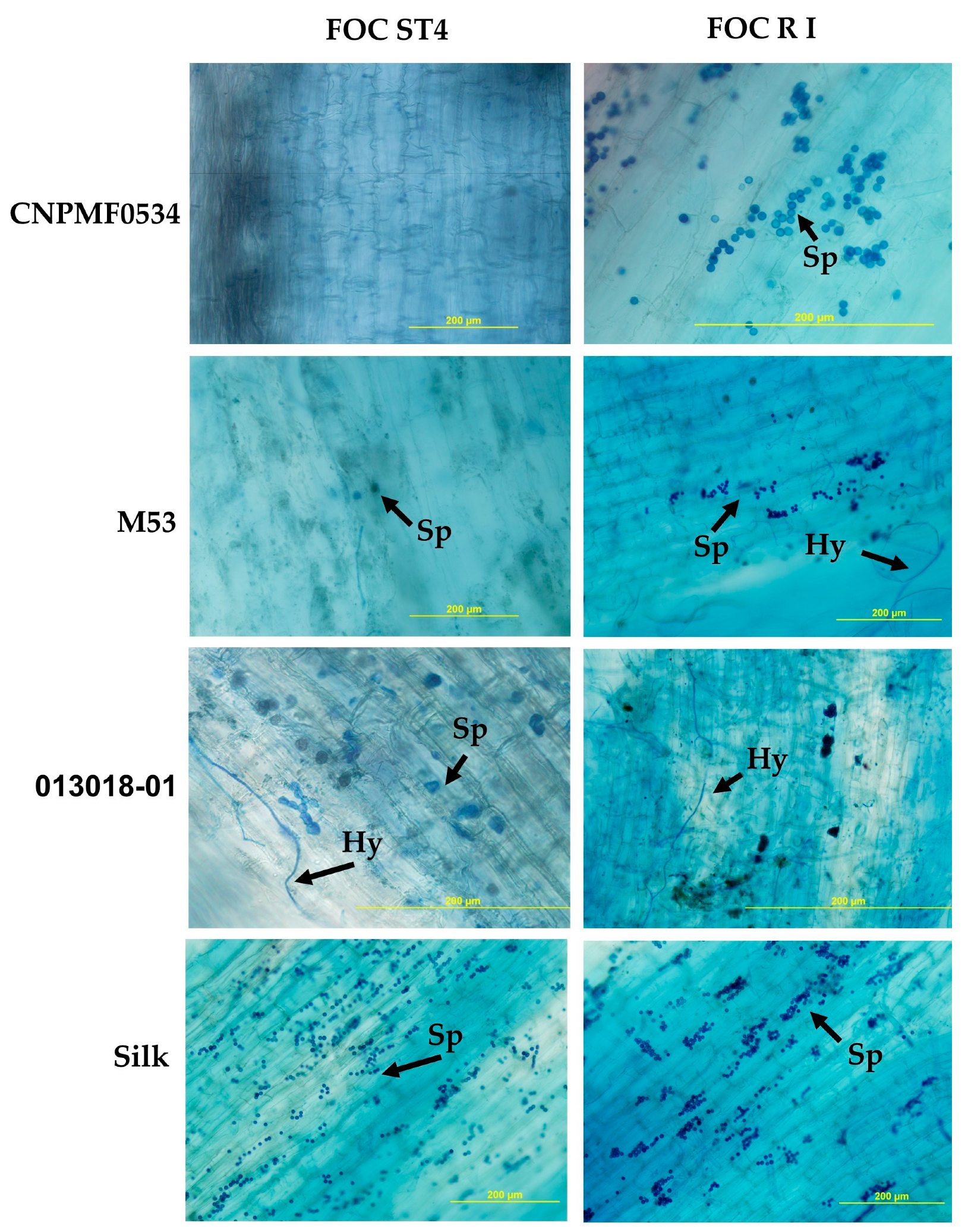 Agronomy 14 01277 g004