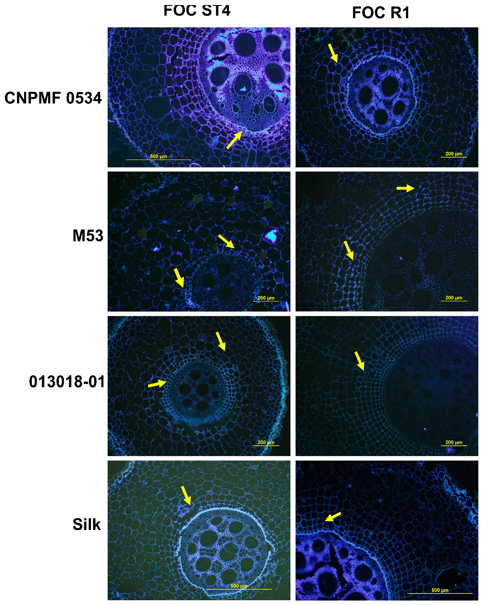 Agronomy 14 01277 g005