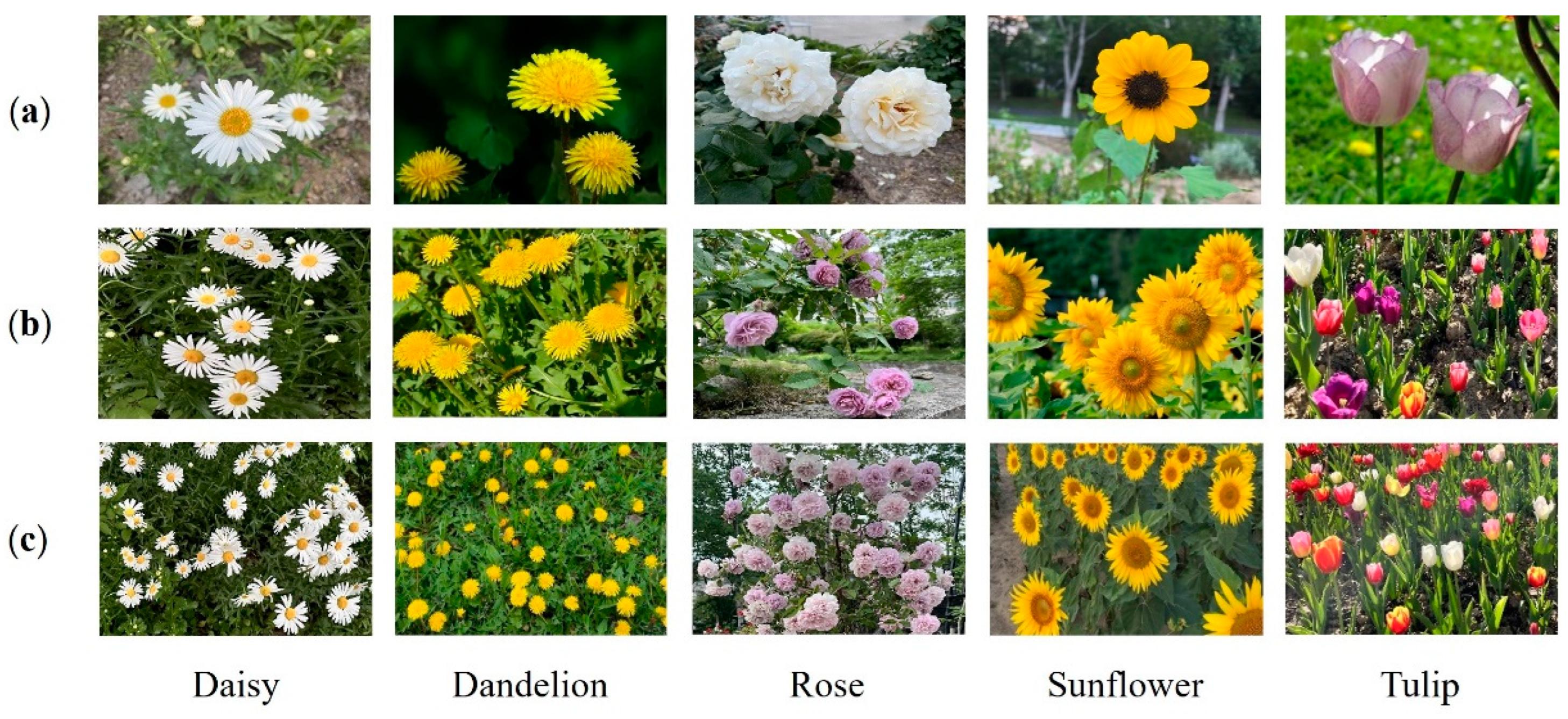 Agronomy 14 01285 g001