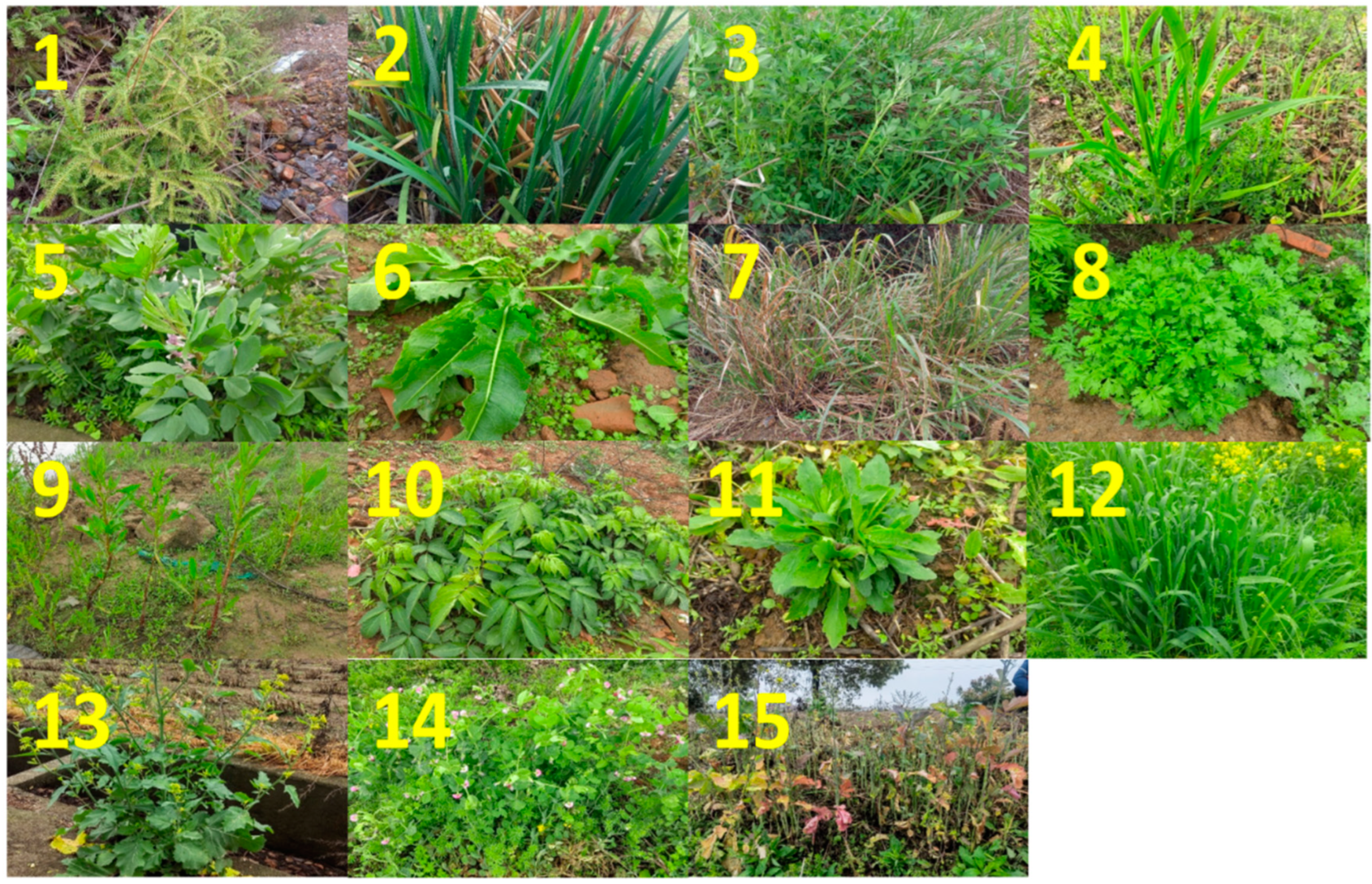 Agronomy 14 01299 g003