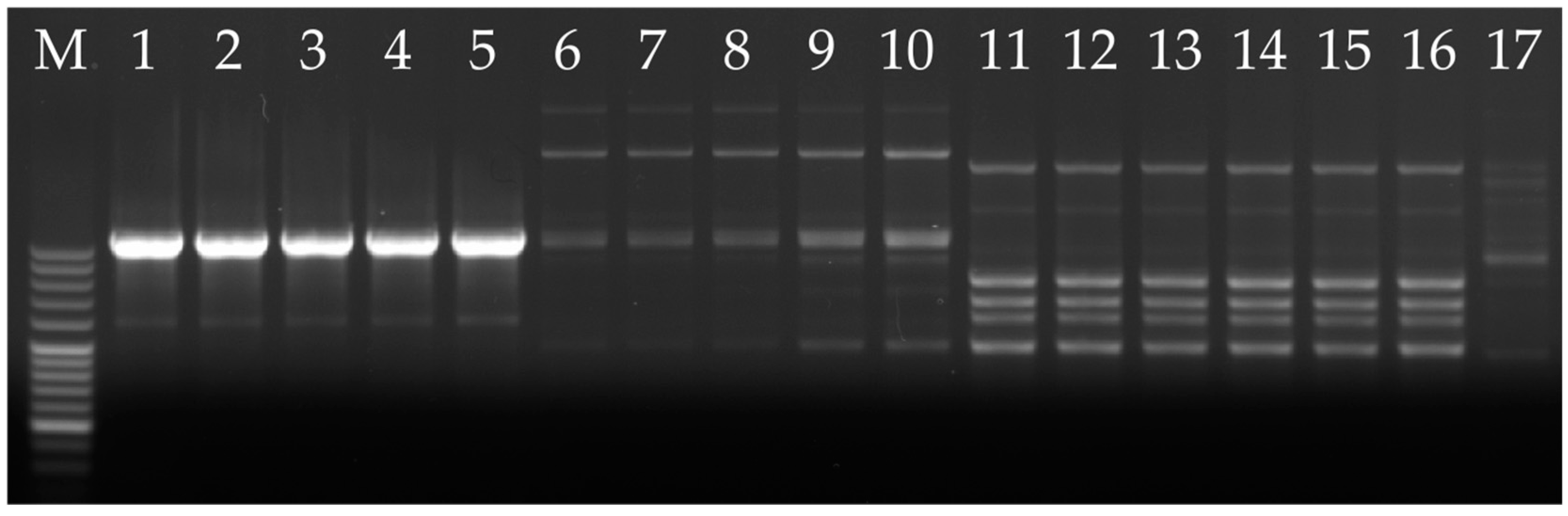 Agronomy 14 01305 g007 Agronomy 14 01305 g007