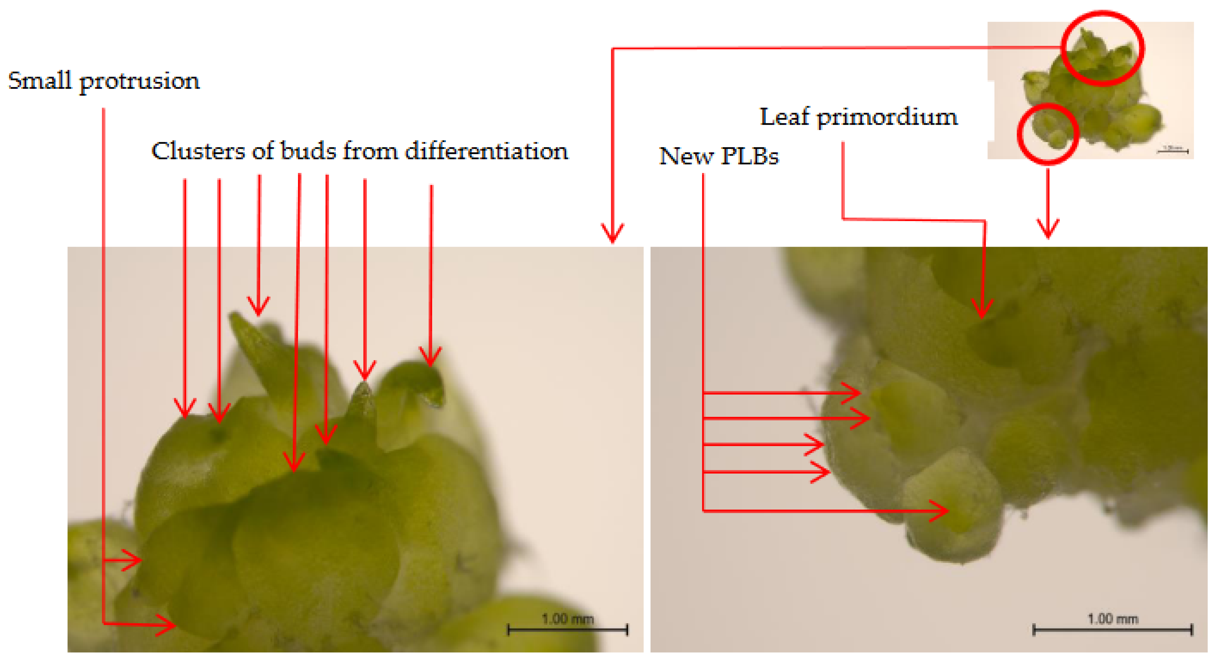 Agronomy 14 01326 g003