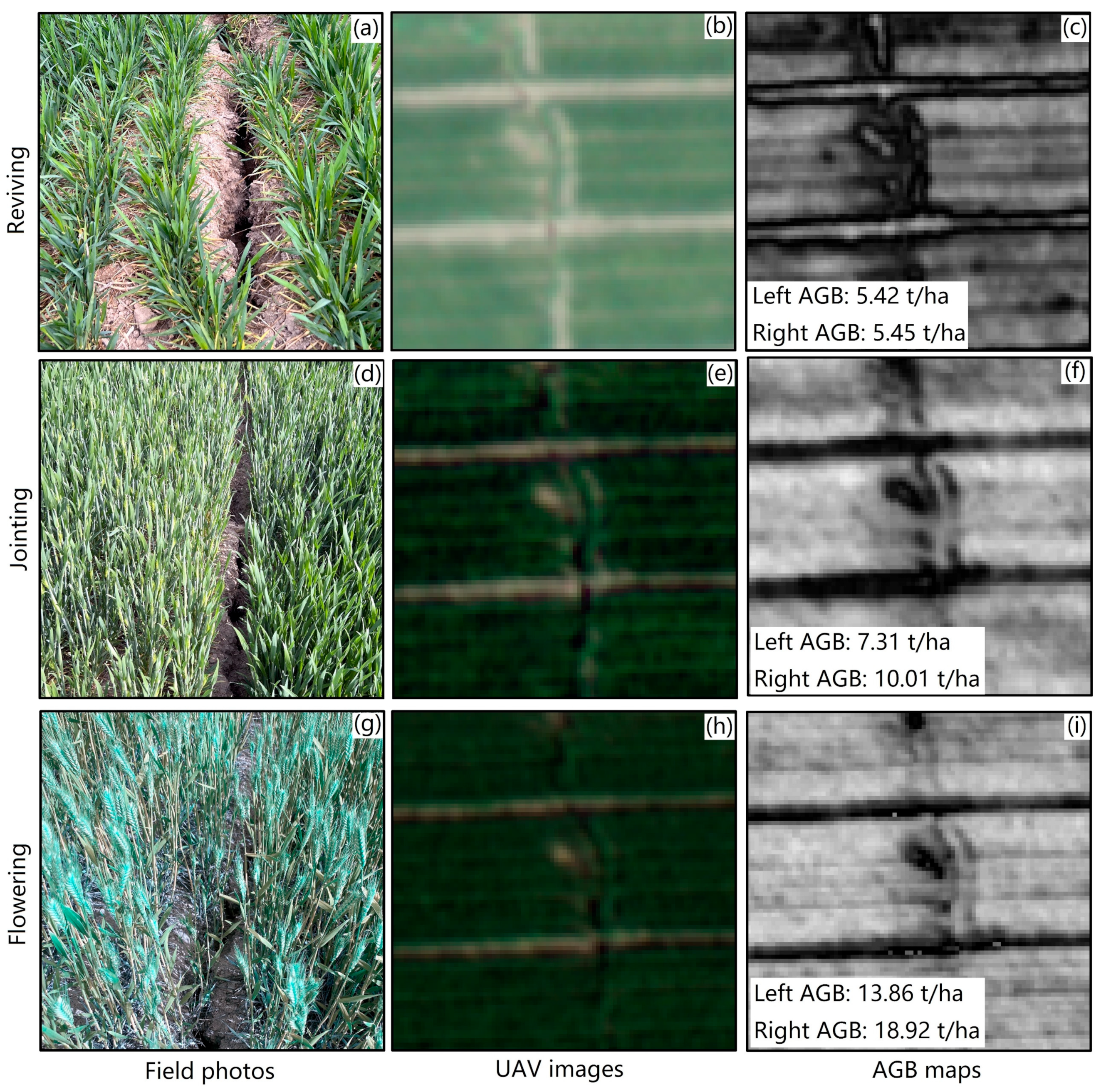 Agronomy 14 01330 g012