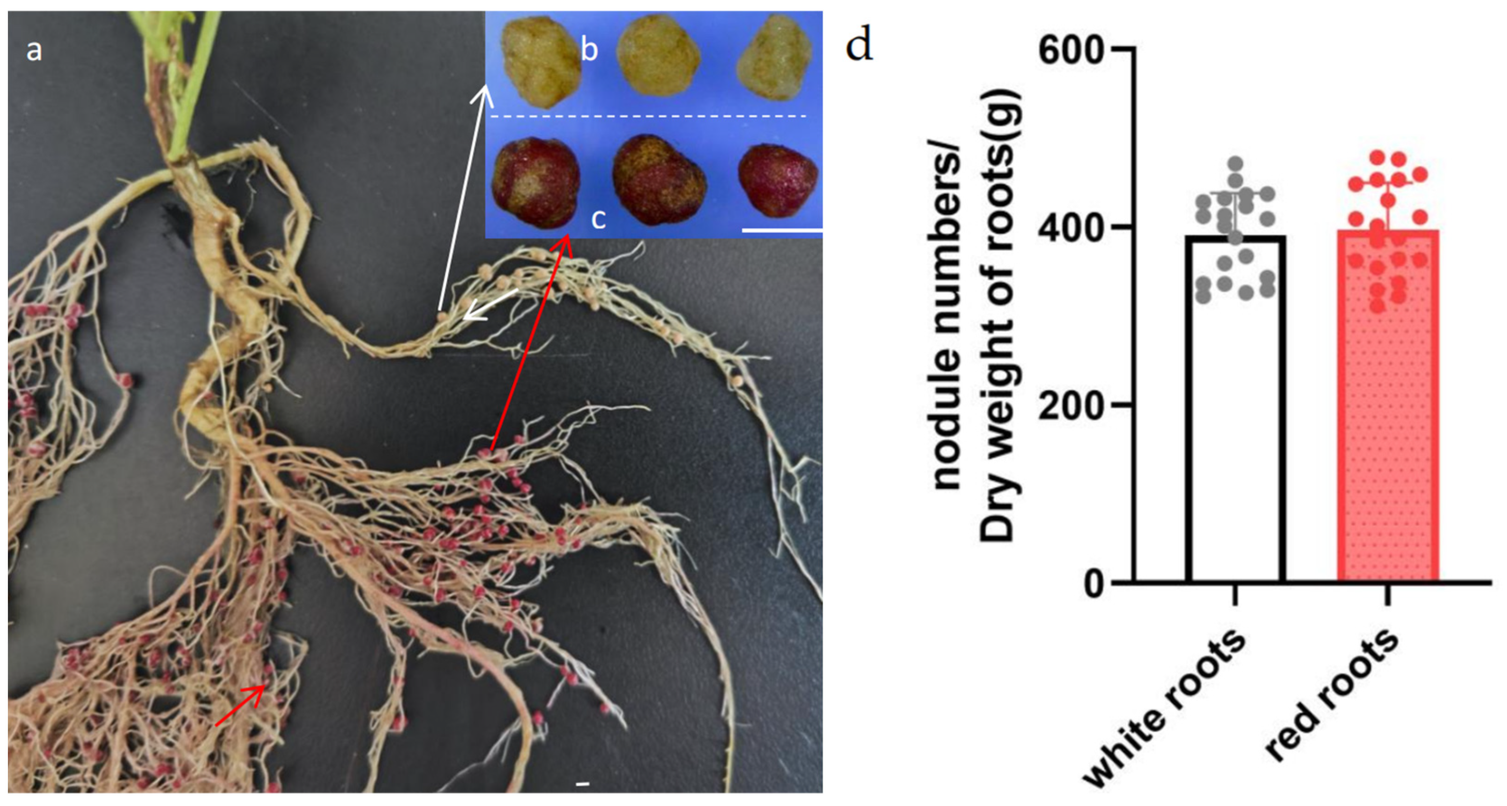 Agronomy 14 01335 g004