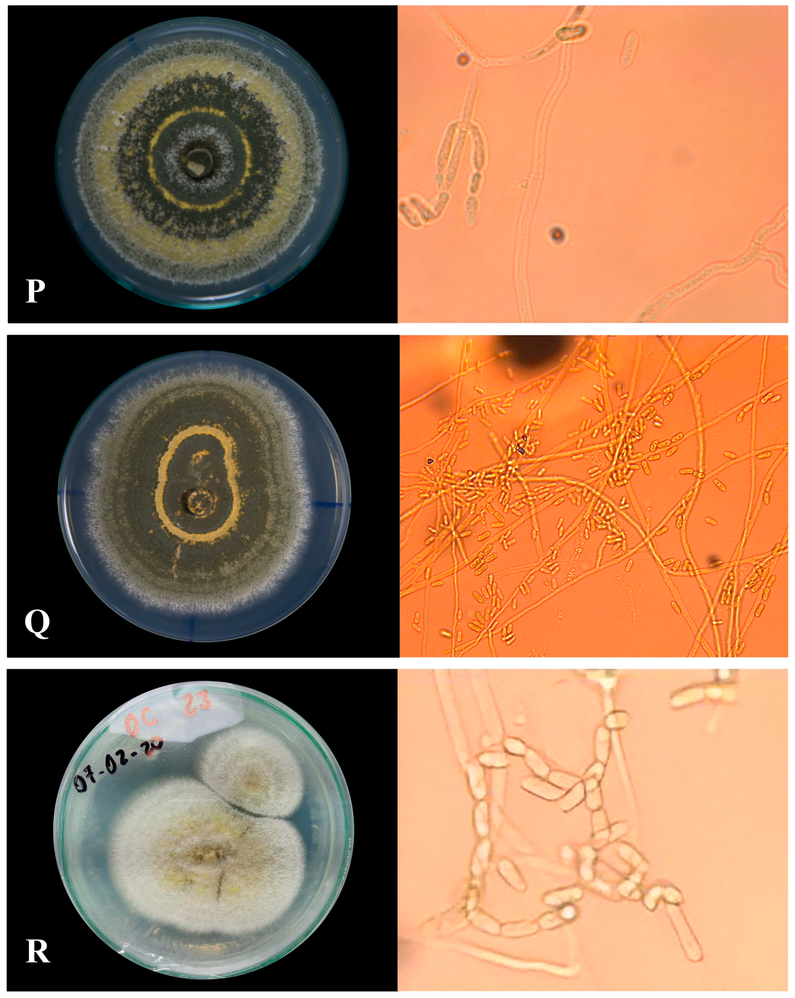 Agronomy 14 01341 g007