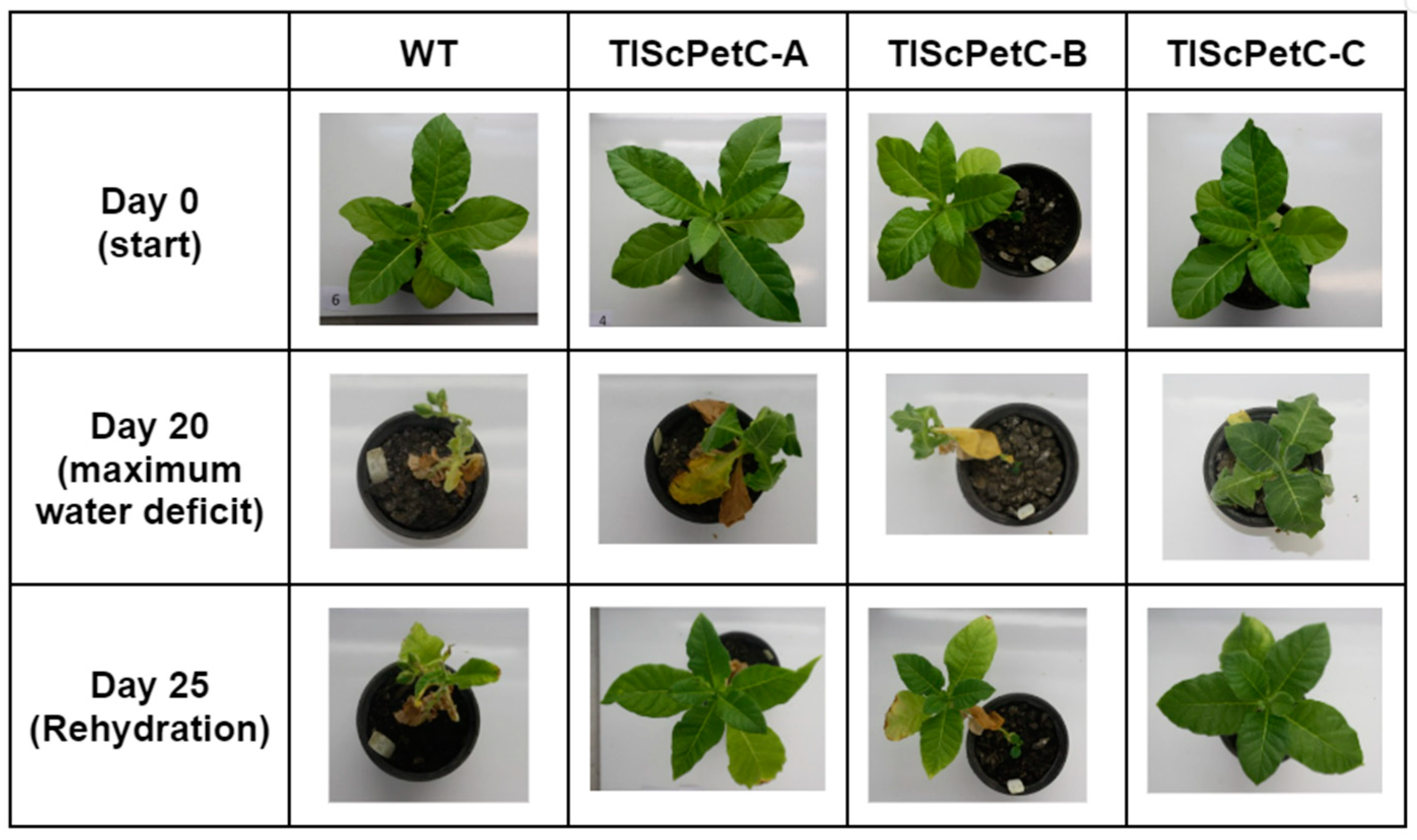 Agronomy 14 01371 g002