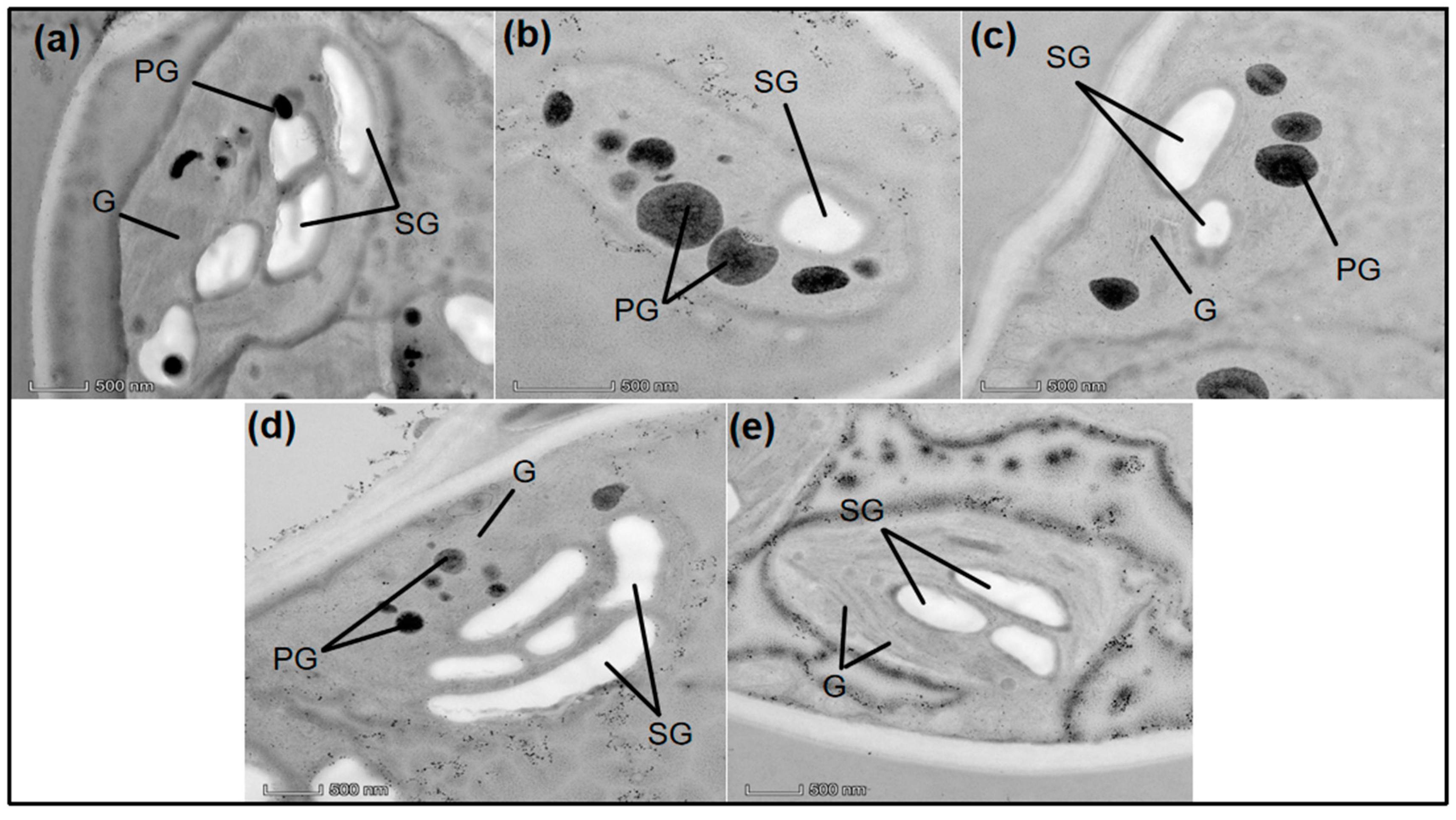 Agronomy 14 01372 g003