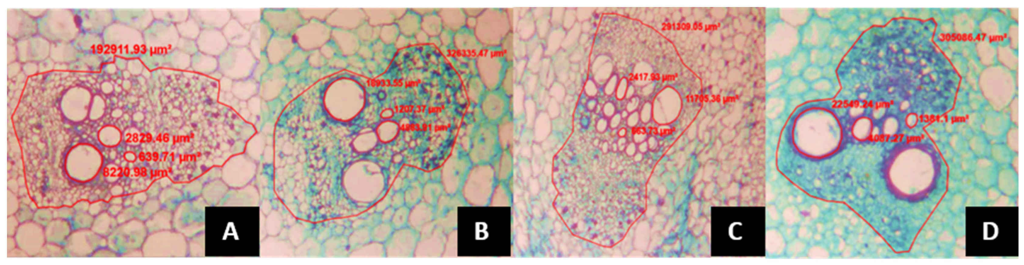 Agronomy 14 01377 g003